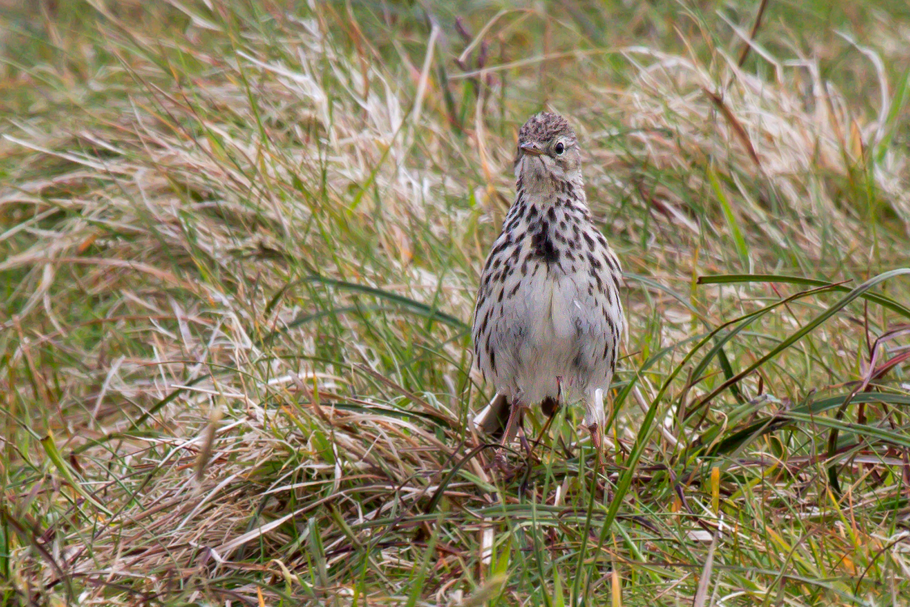 Tree Pipit