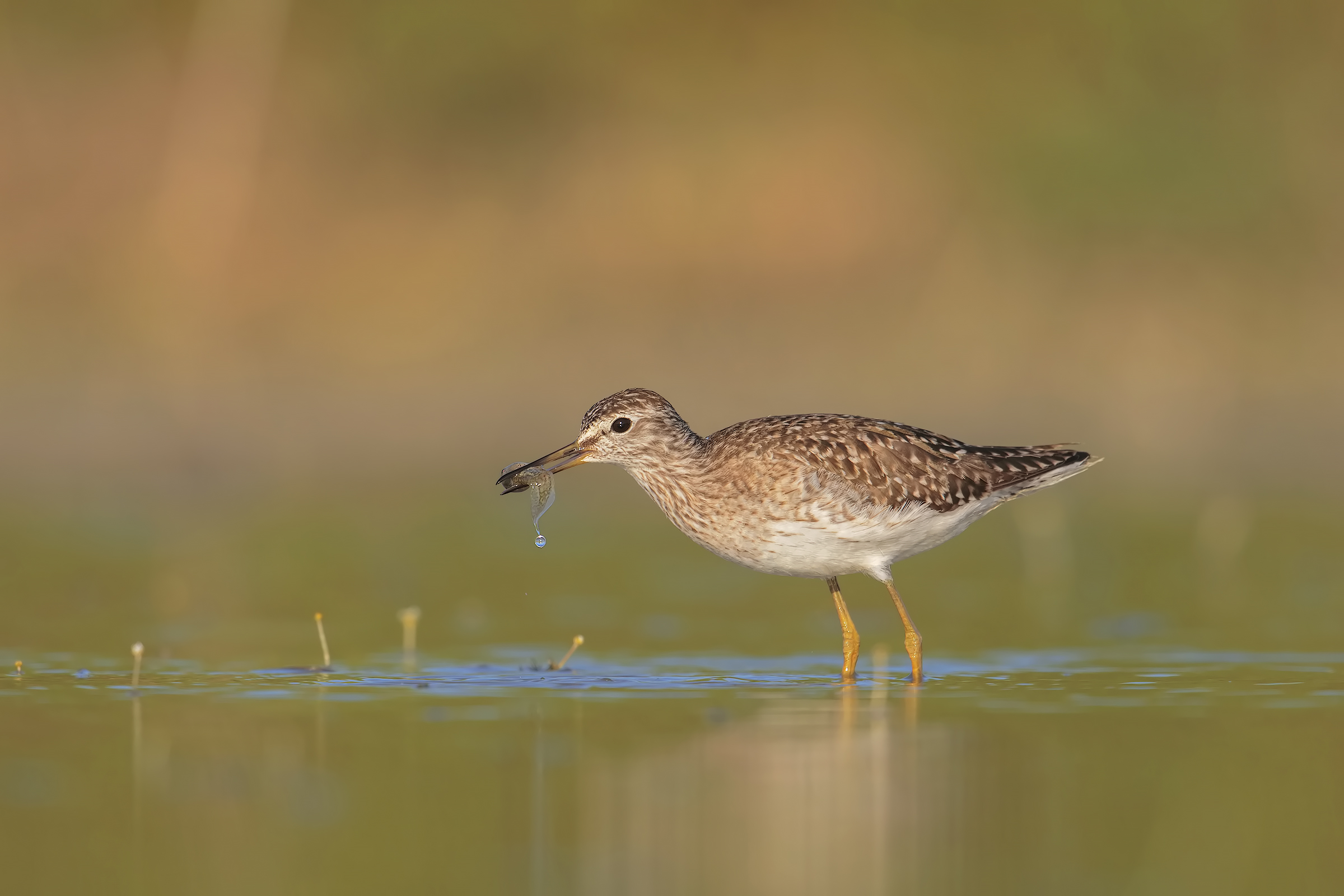 sandpiper boschereccio