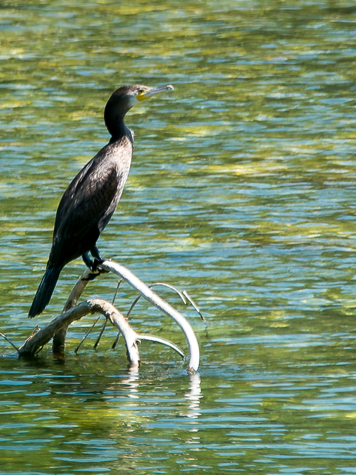 Cormorano
