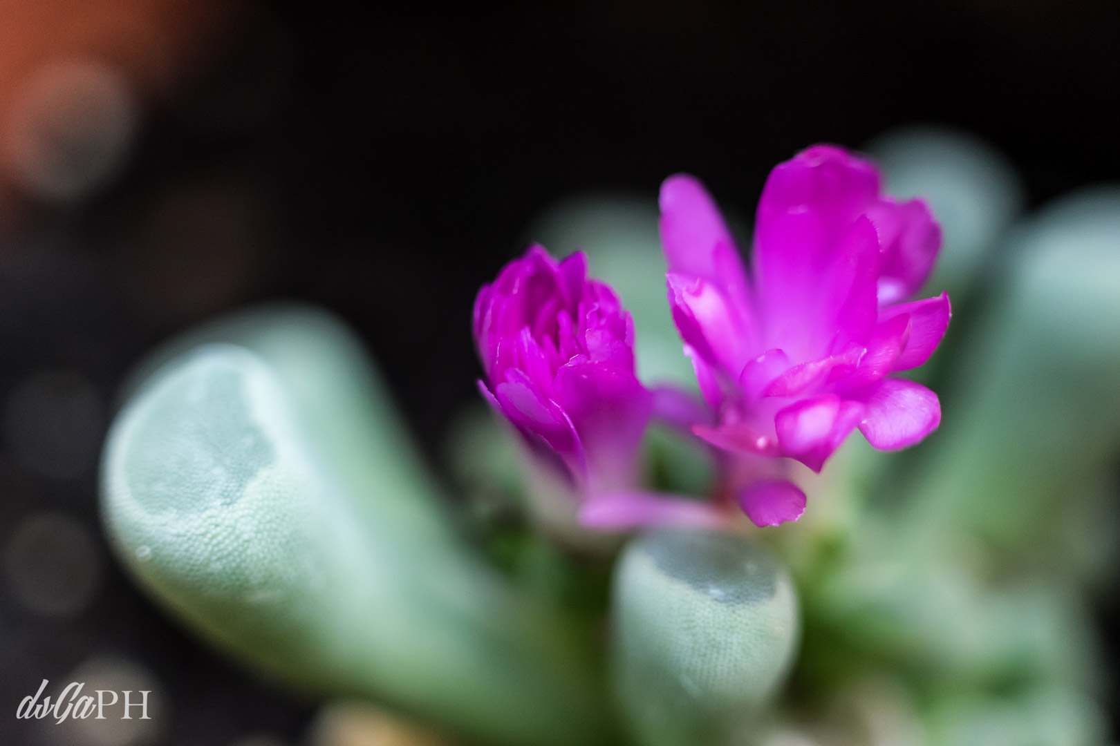 Pianta grassa con fiore viola