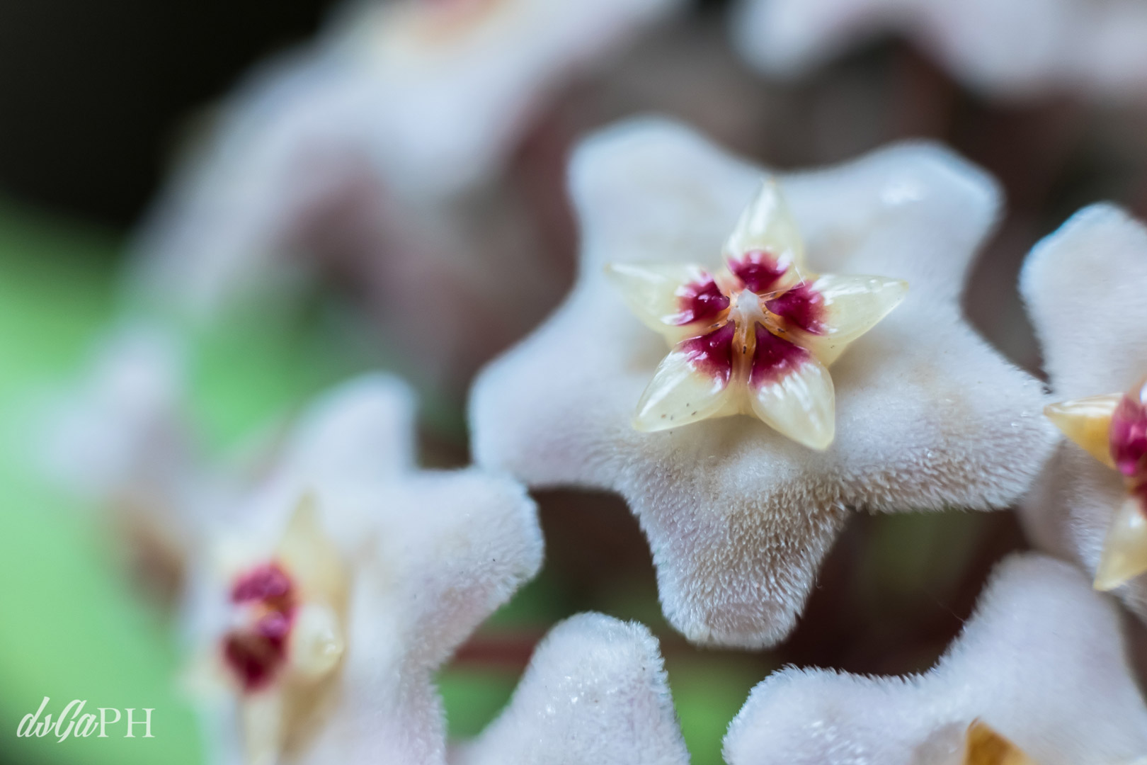 Fiorellini di ceramica