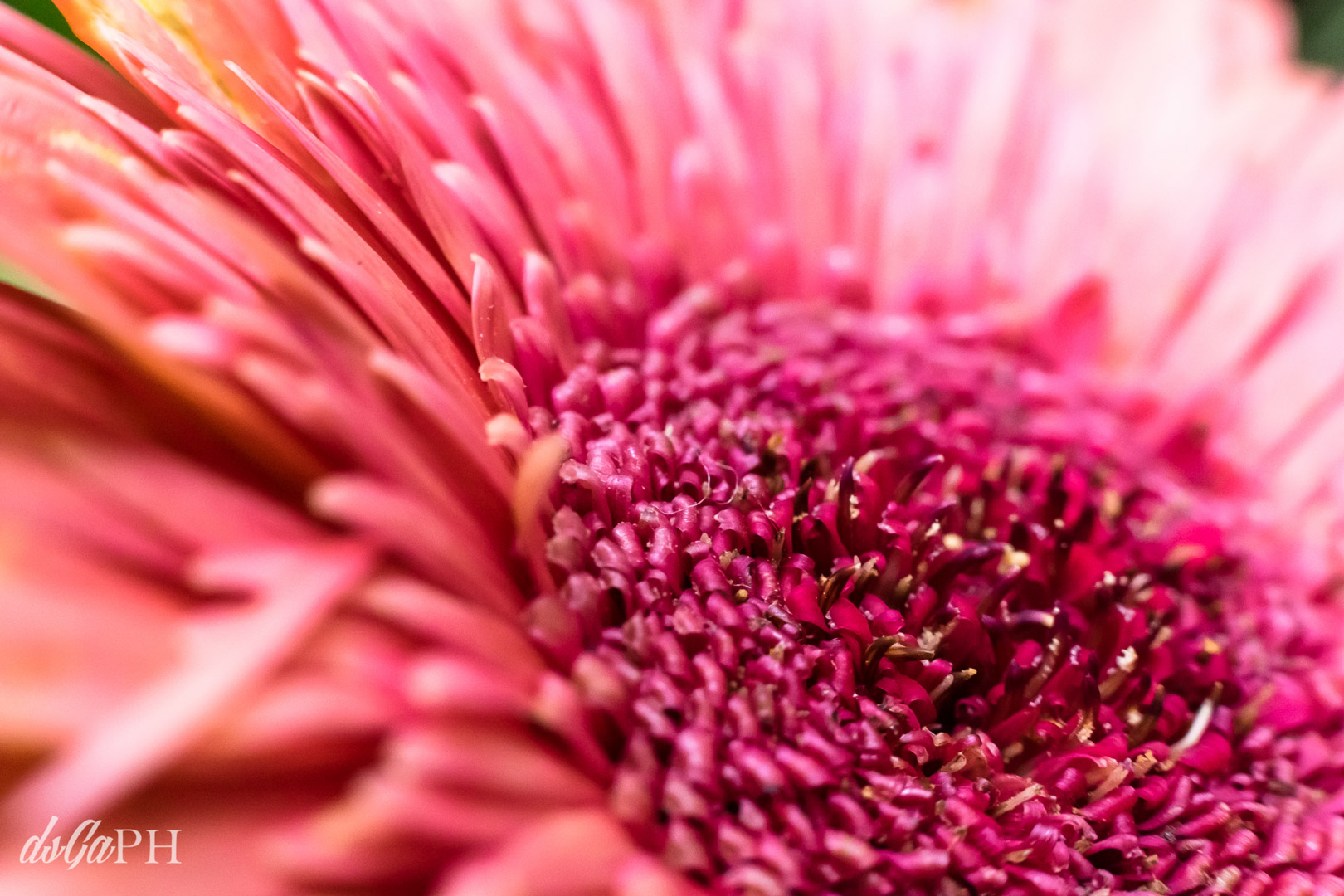 50 sfumature di rosa