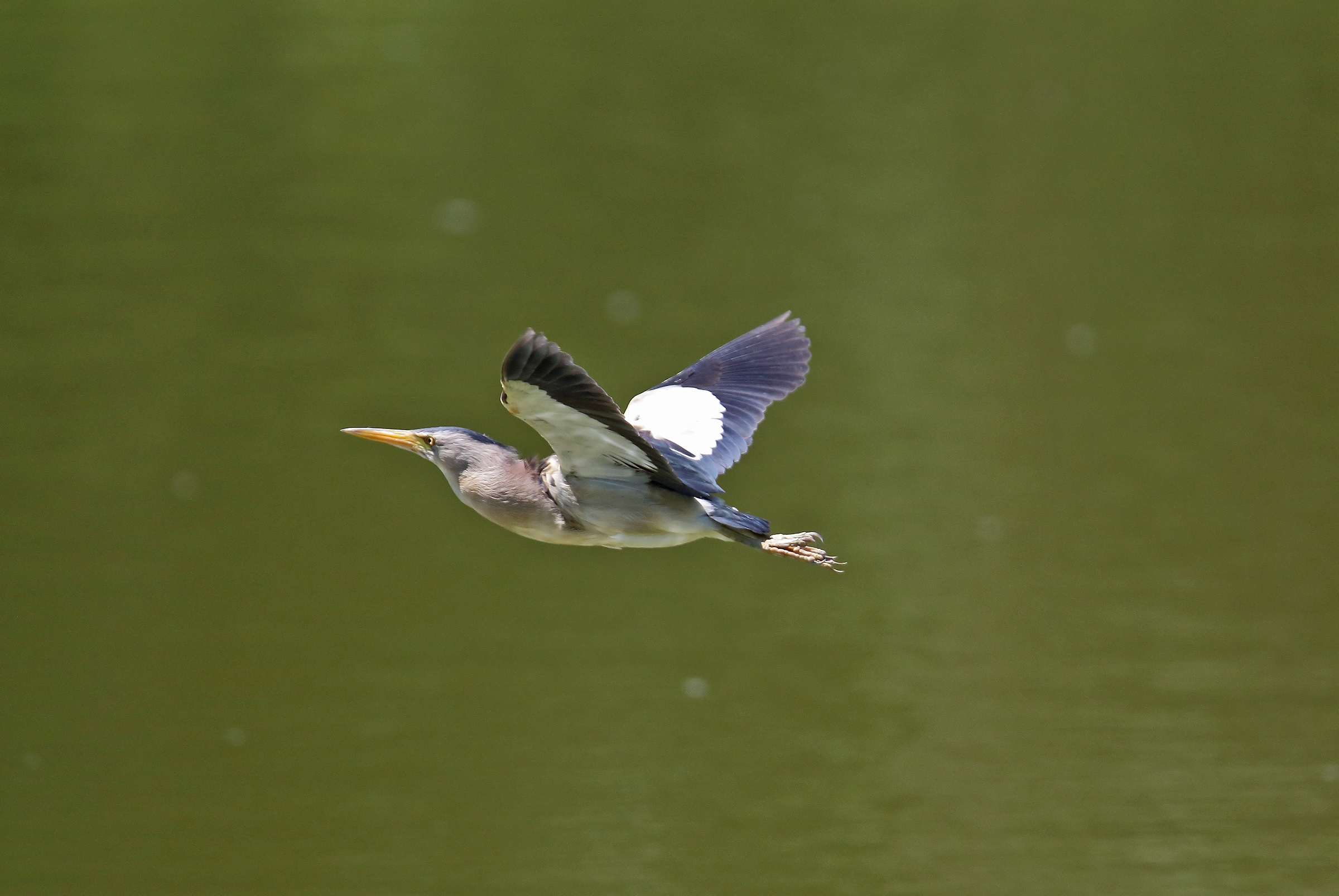 the flight of the male