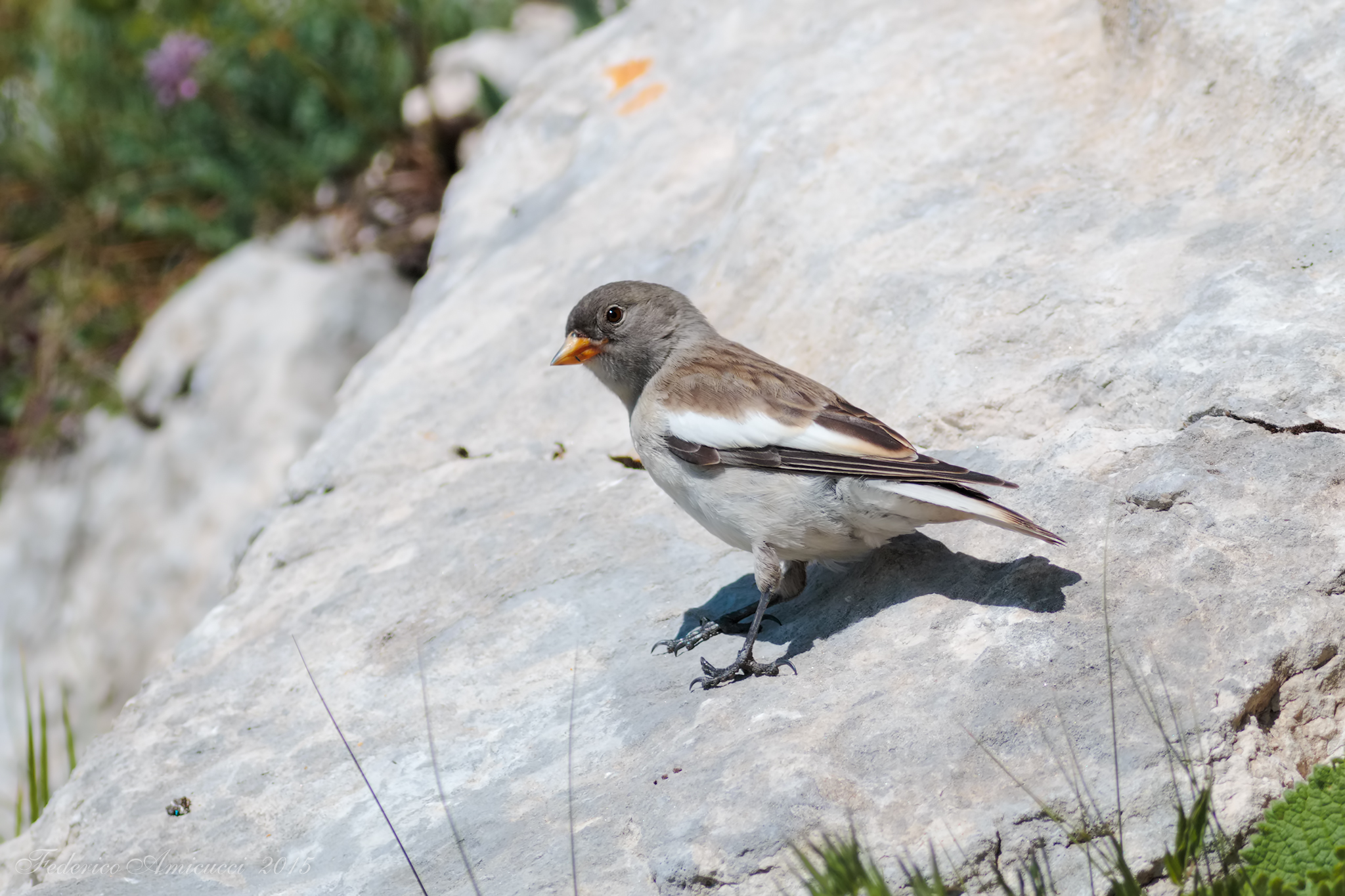 Fringuello alpino su roccia