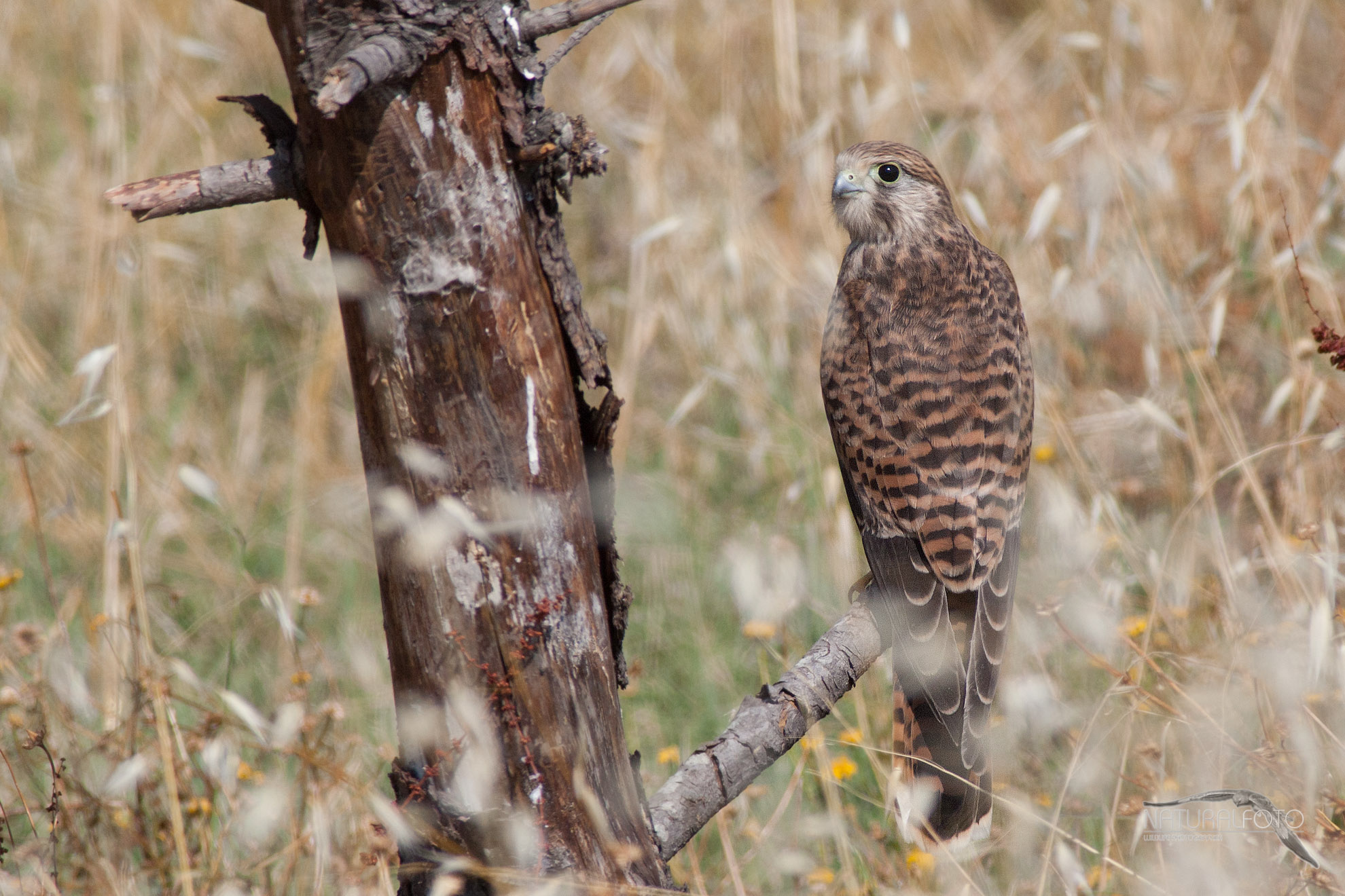 Kestrels to roost