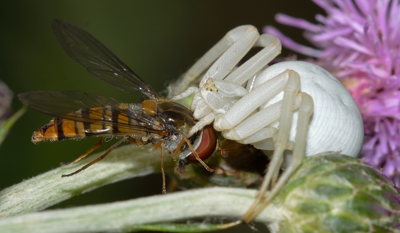 misumena vatia prey Diptera
