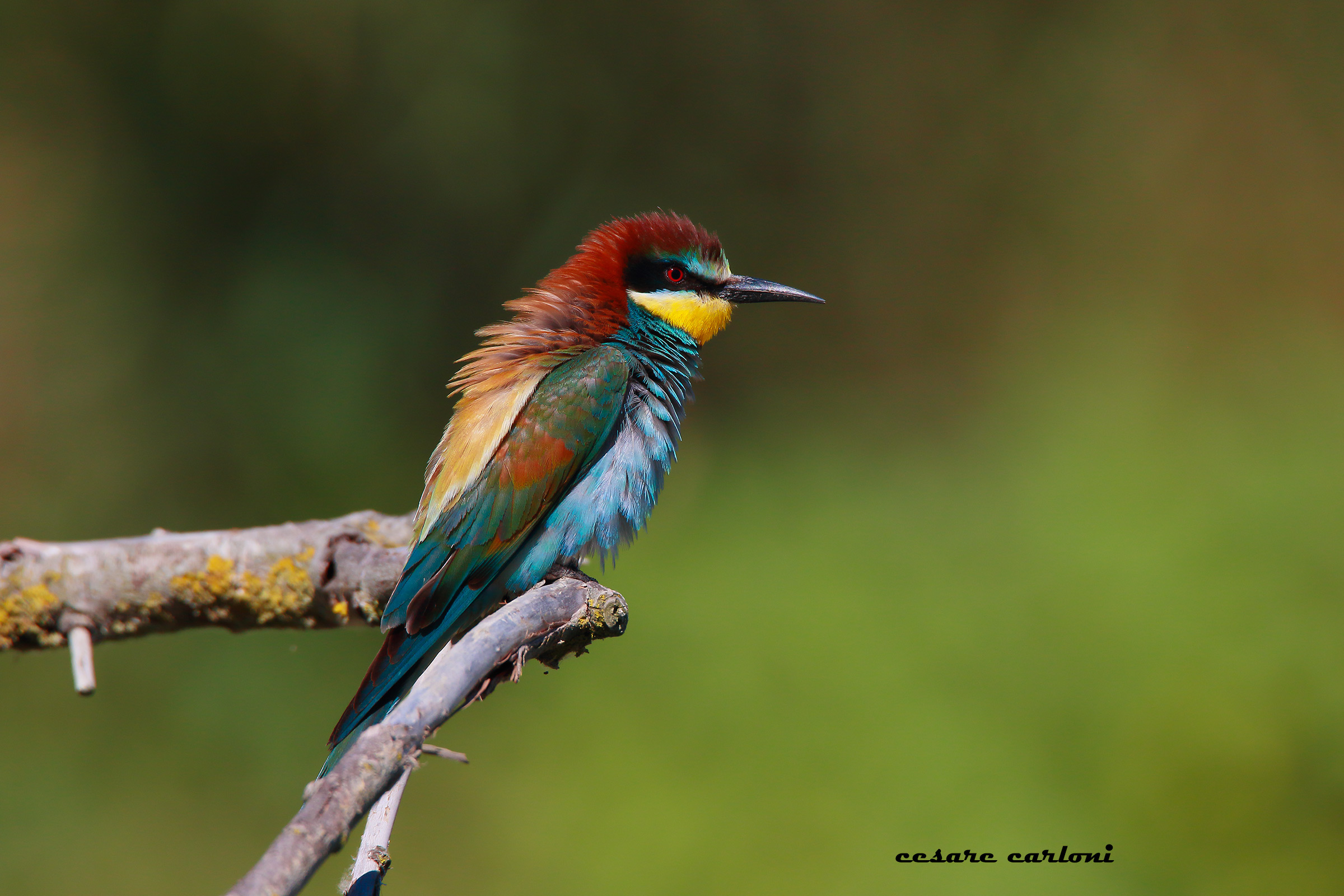 gruccione river musone