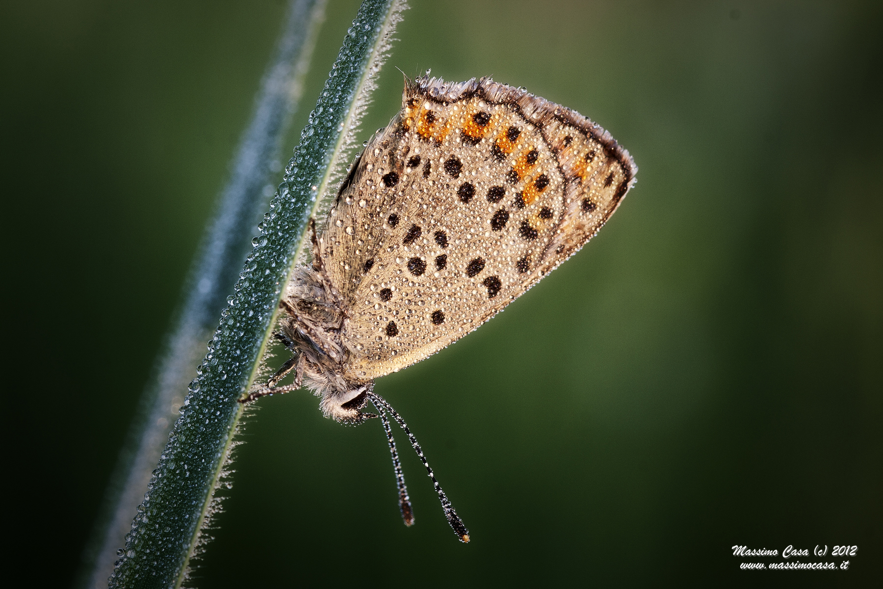 Polyommatus Icarus