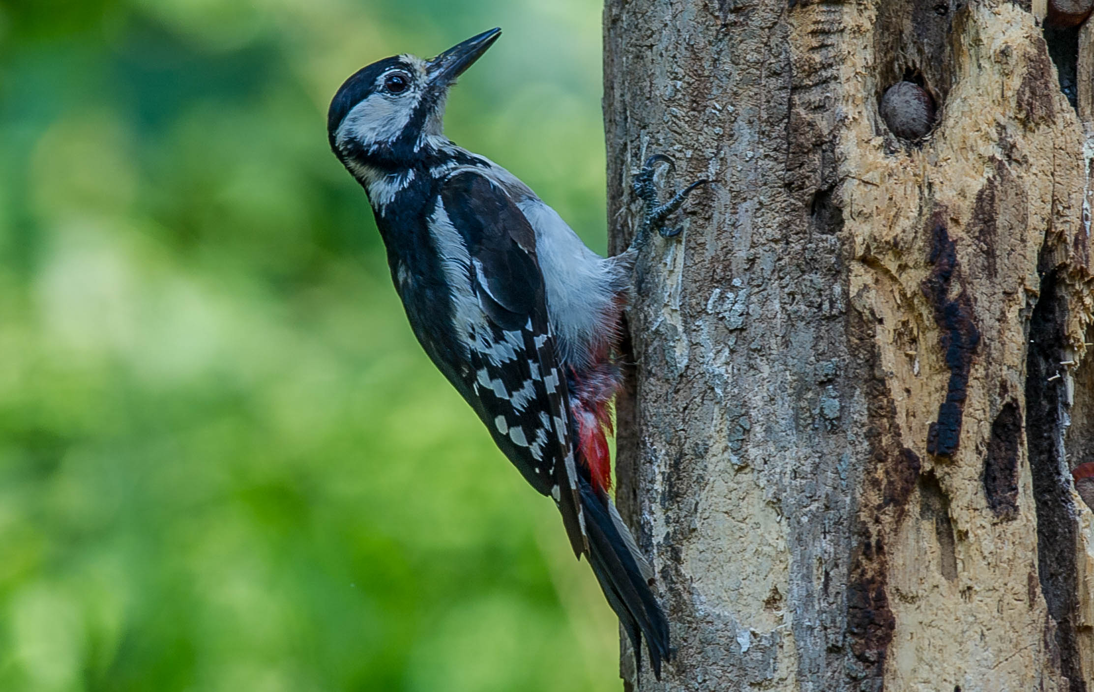woodpecker May