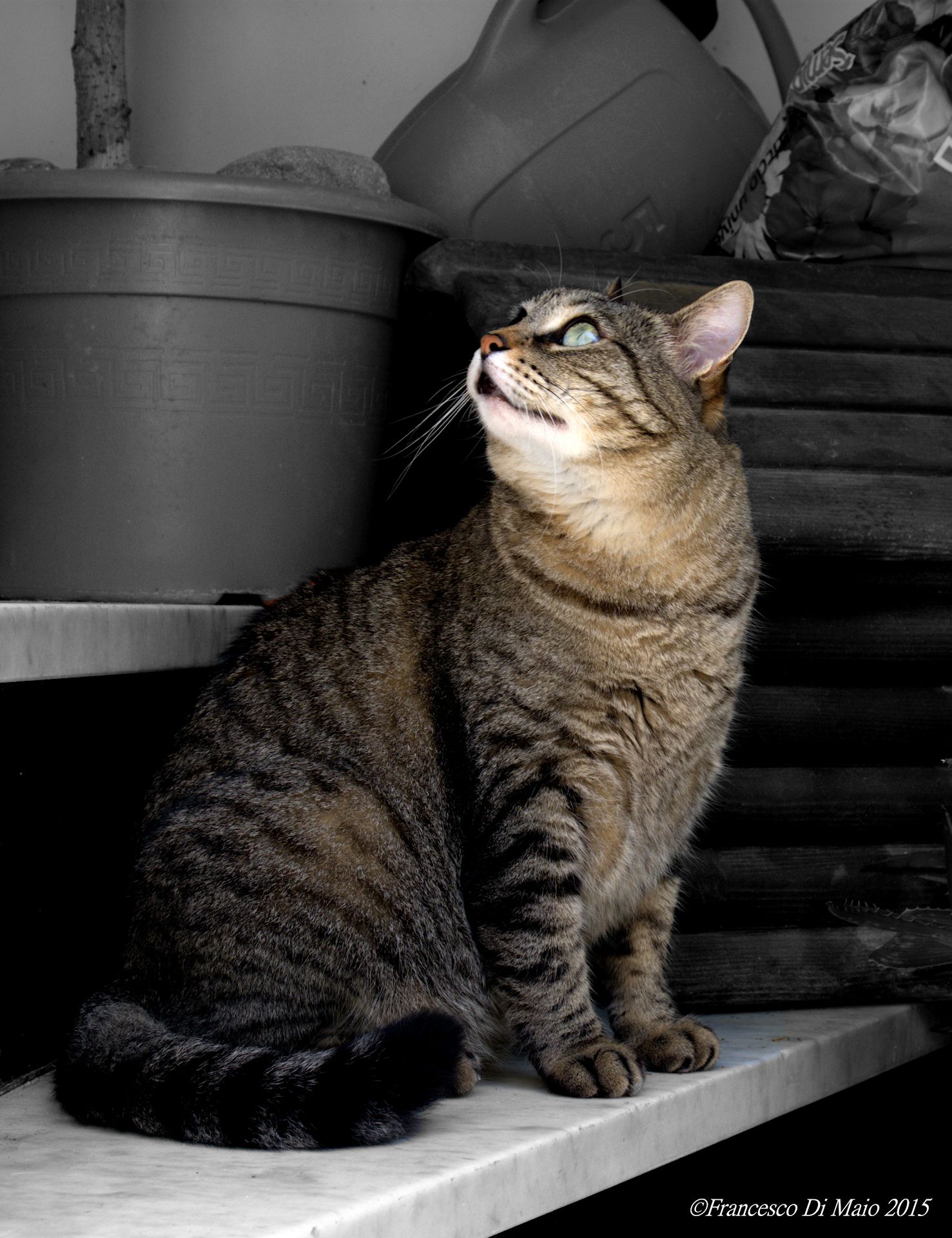 vuoi scendere si o no?