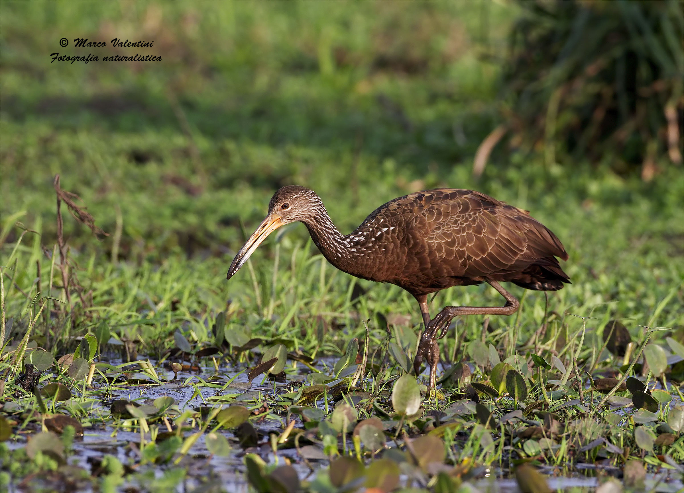 Limpkin