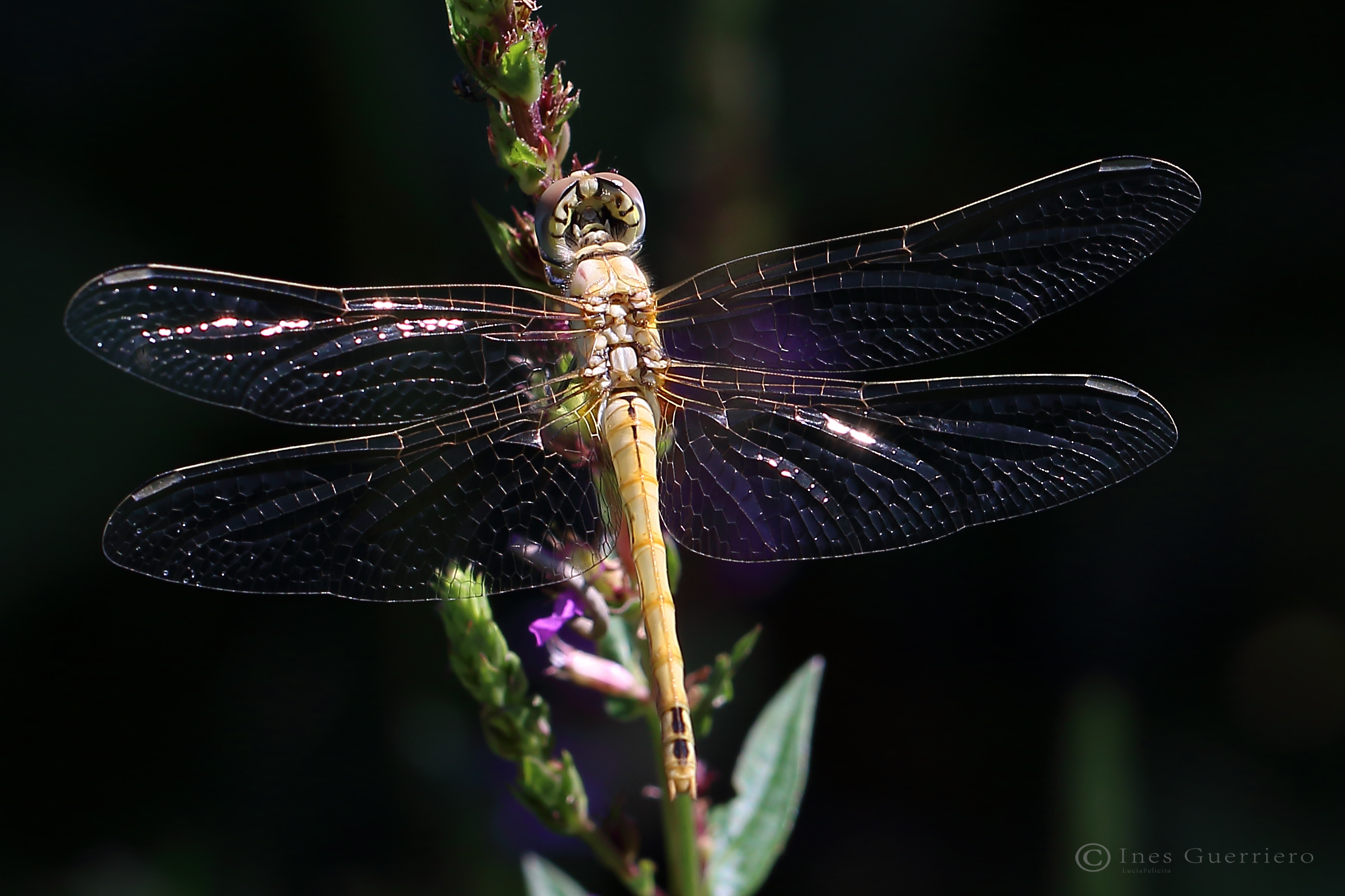 The elegance of the dragonfly