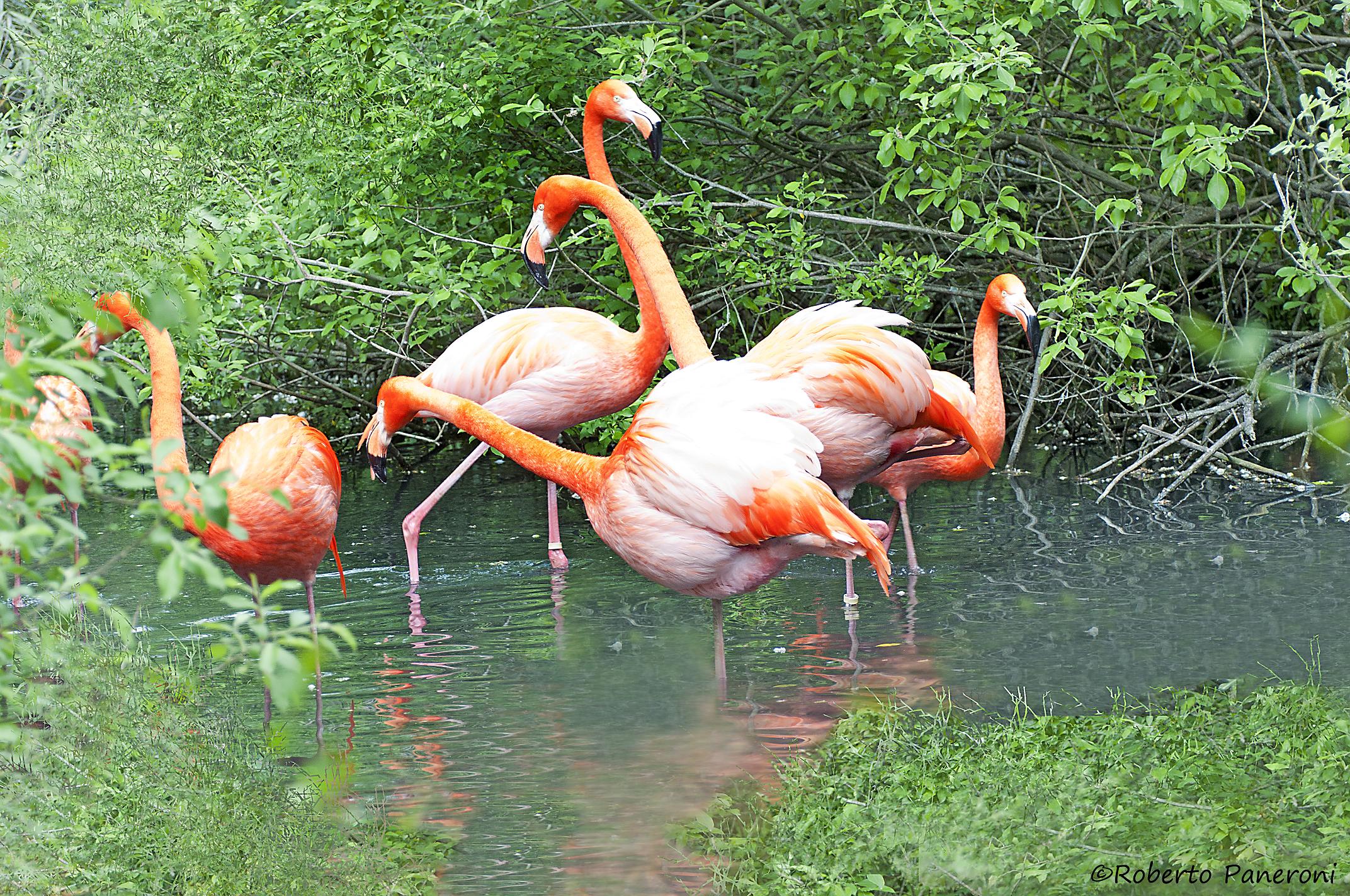 flamingos cubani_2