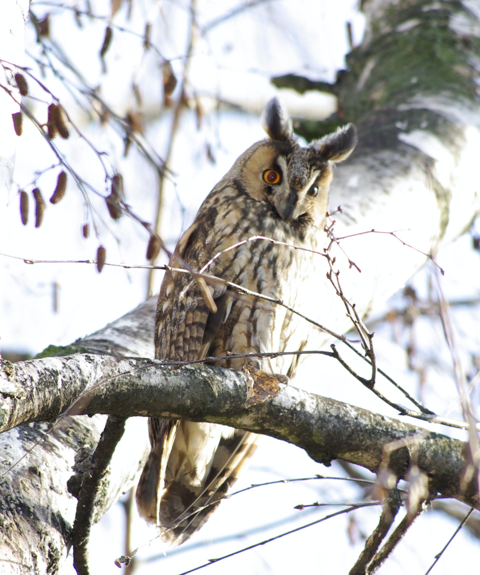 Eared owl (Asio otus)