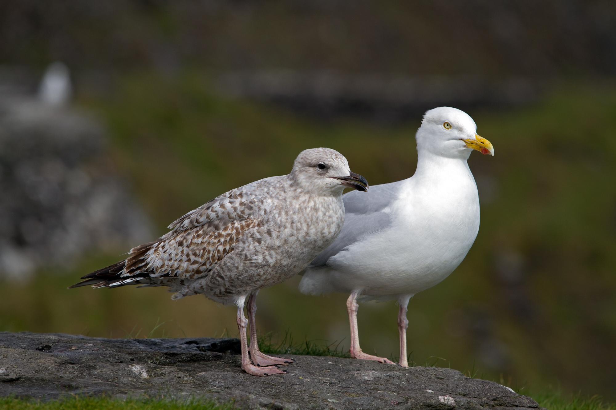 Gulls of Ireland