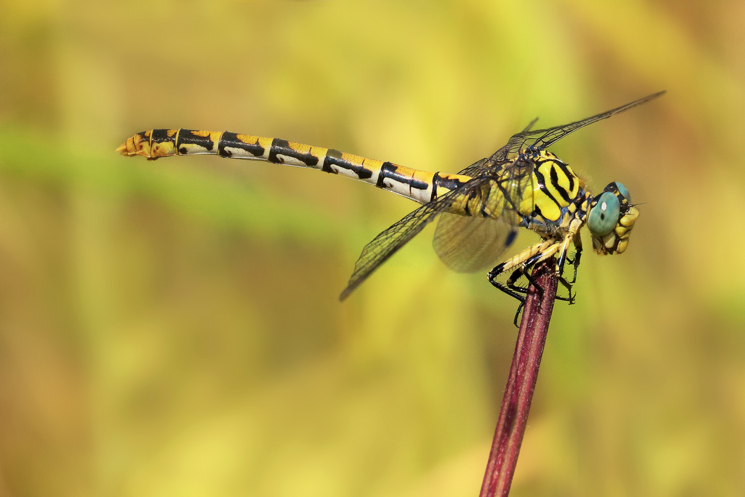Onychogomphus Forcipatus