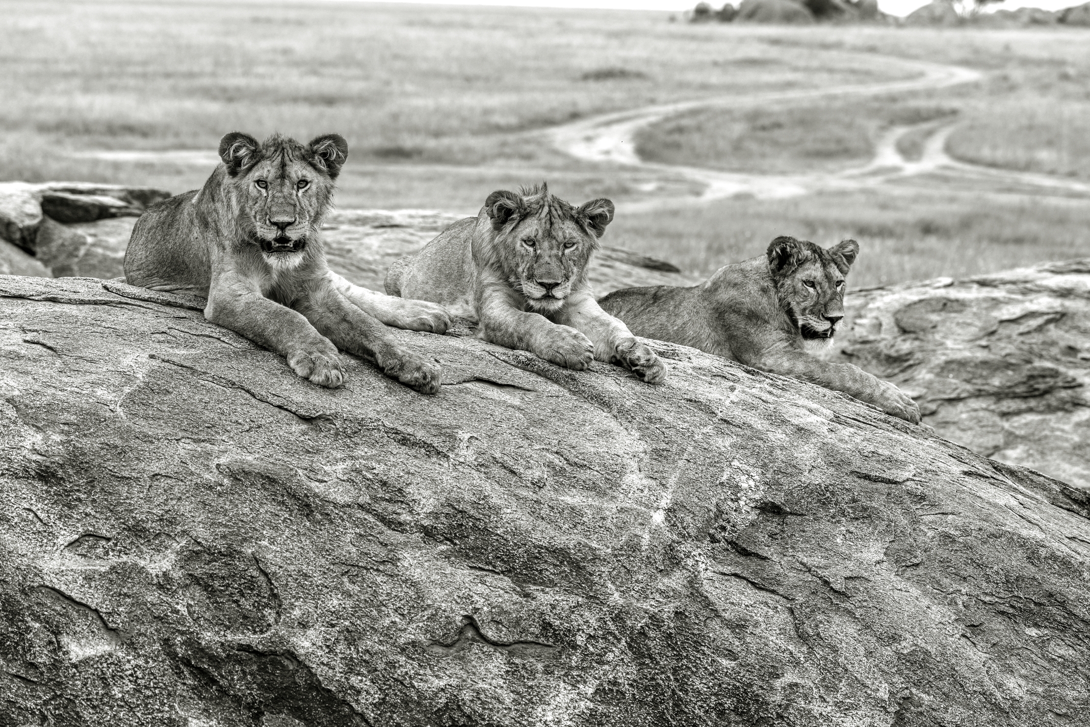 Tanzania 2015 - Tre adorabili cuccioloni