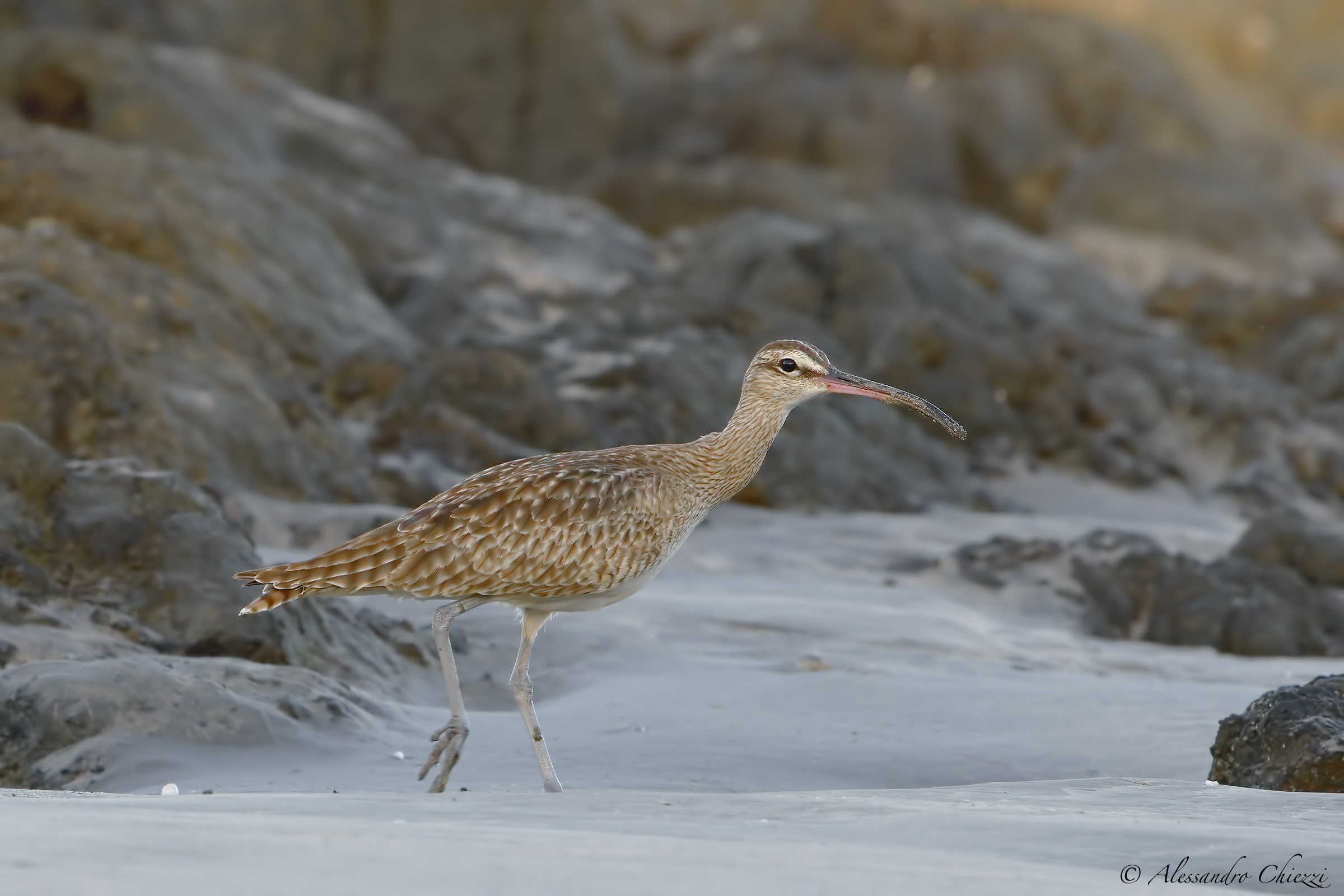 Whimbrel