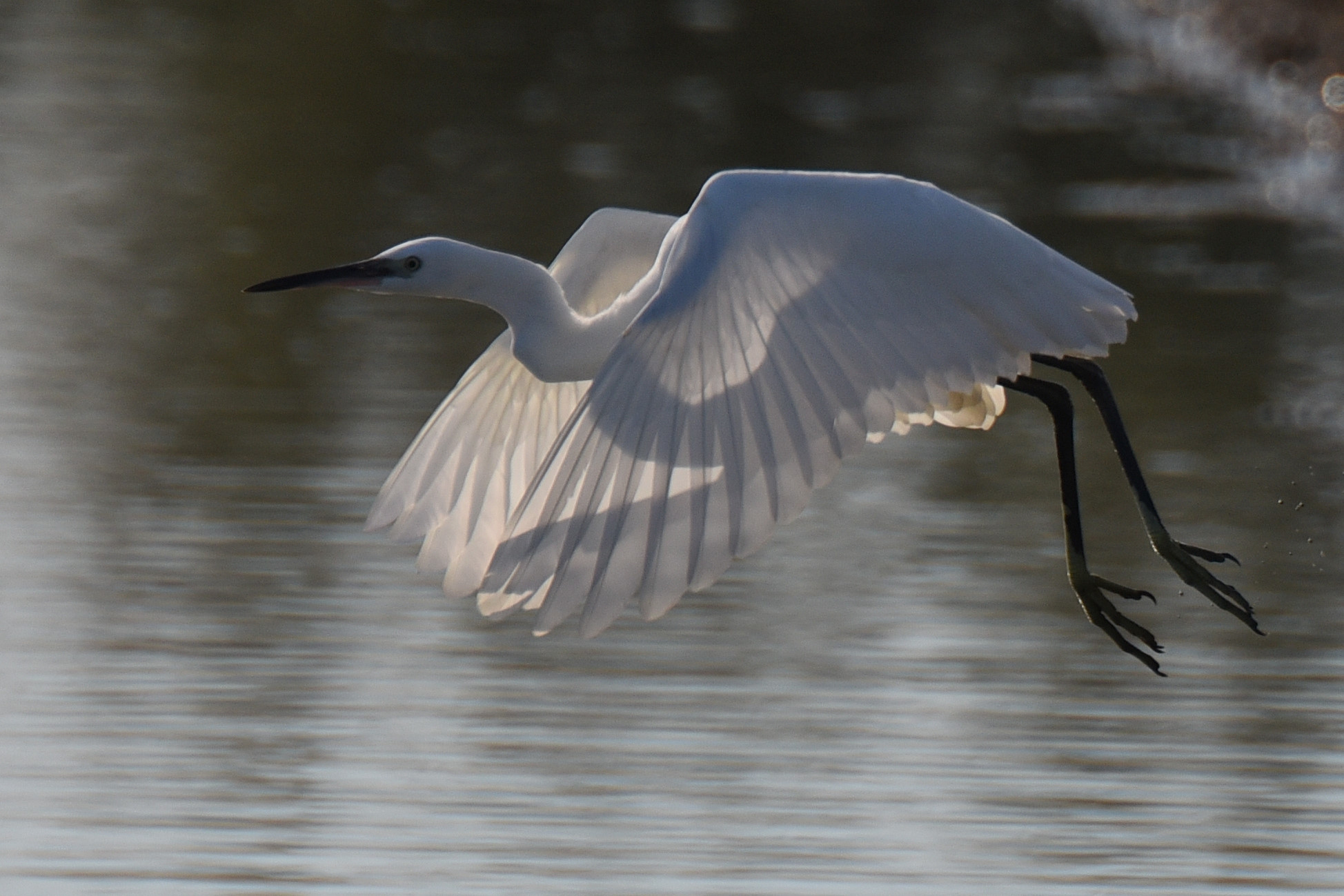 great white heron