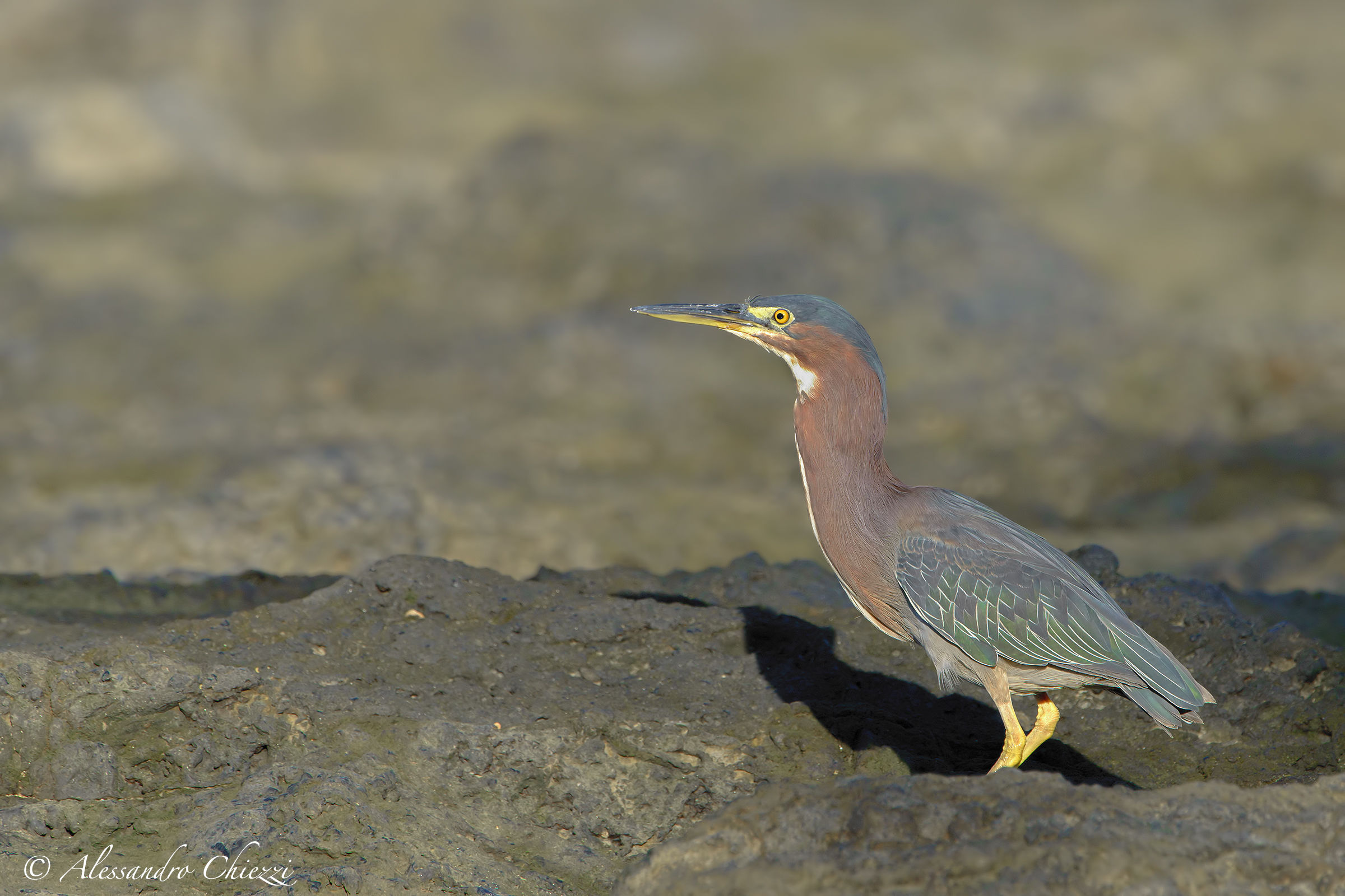 Heron dorsoverde