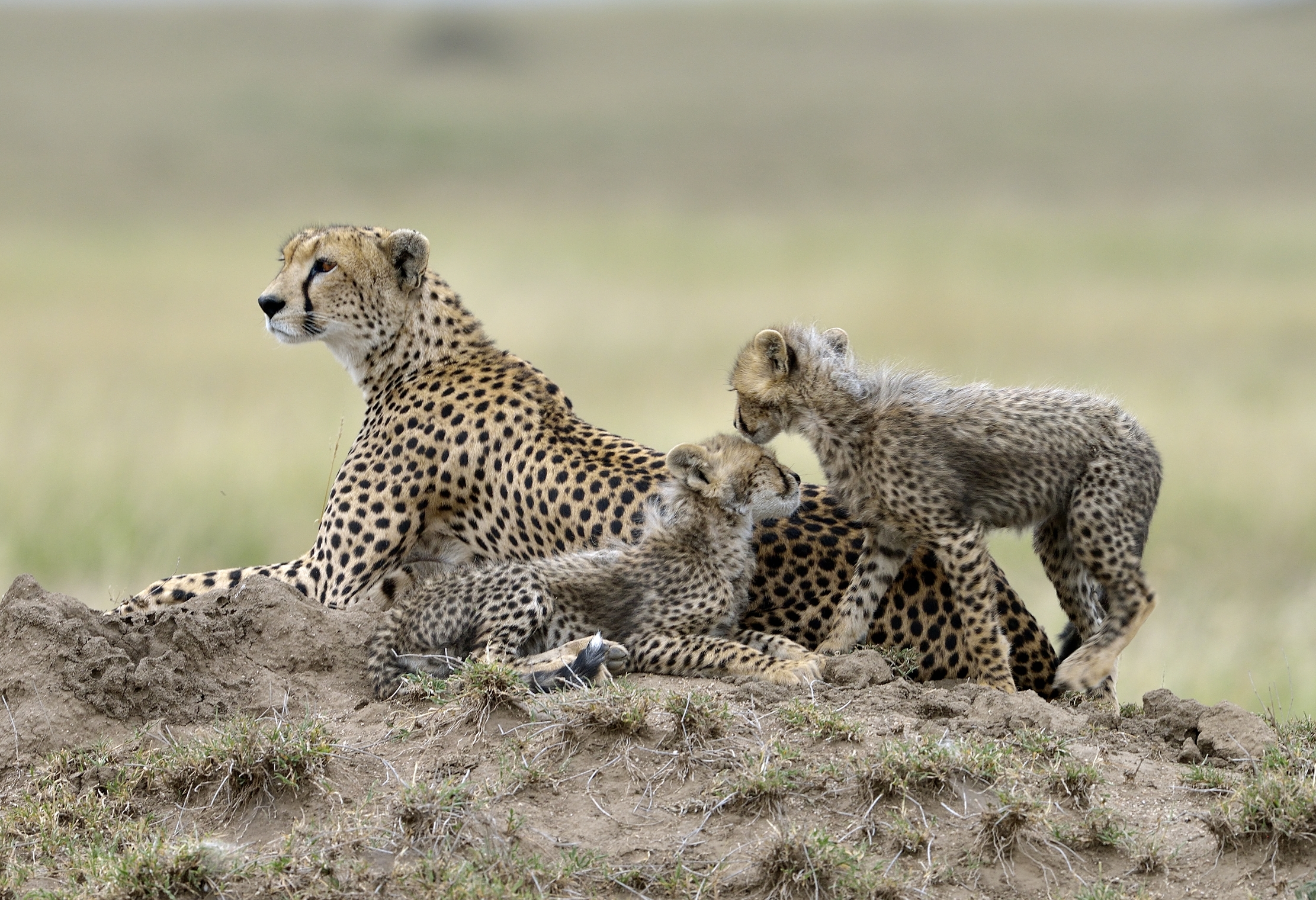 Tanzania 2015 - Sul termitaio