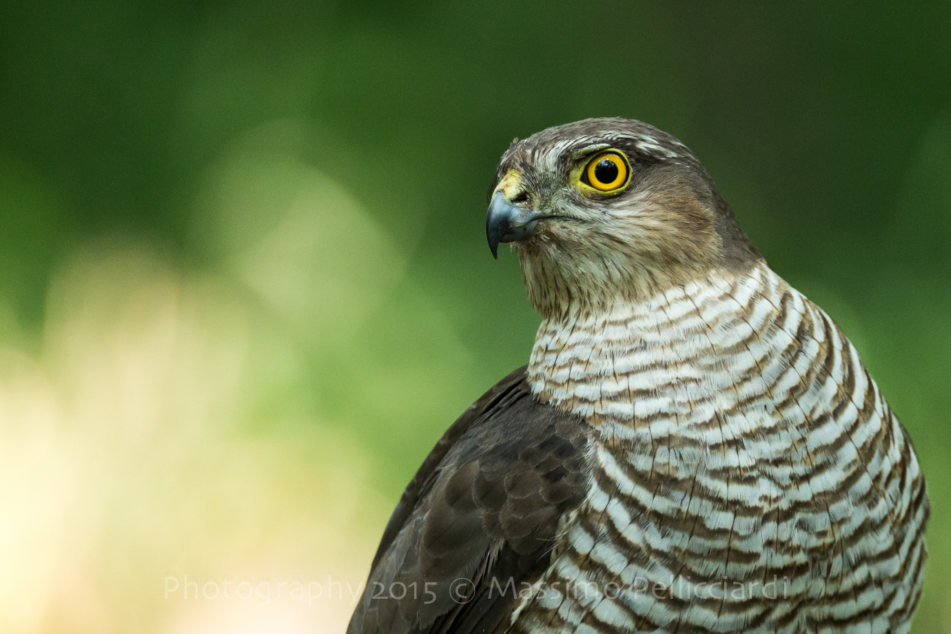 Detail Sparrowhawk