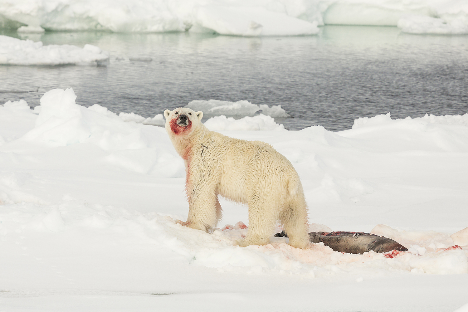 polar bear, Svalbard islands