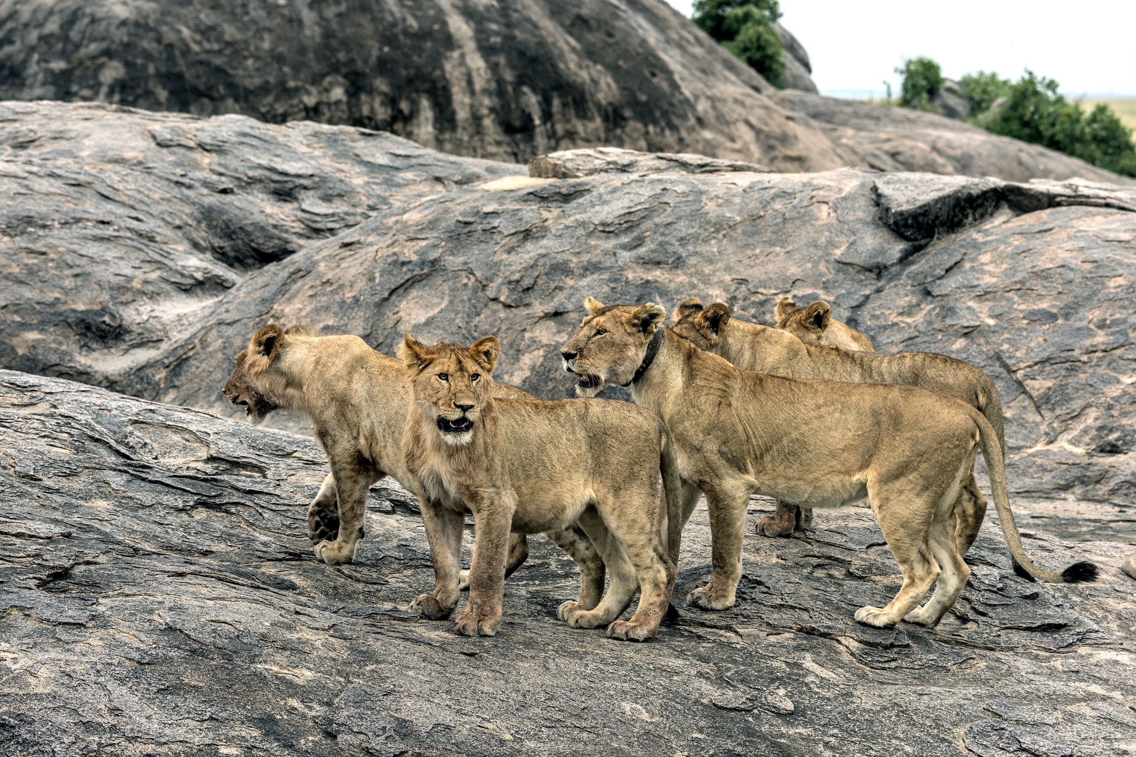 Tanzania 2015 - Sul Kopjes