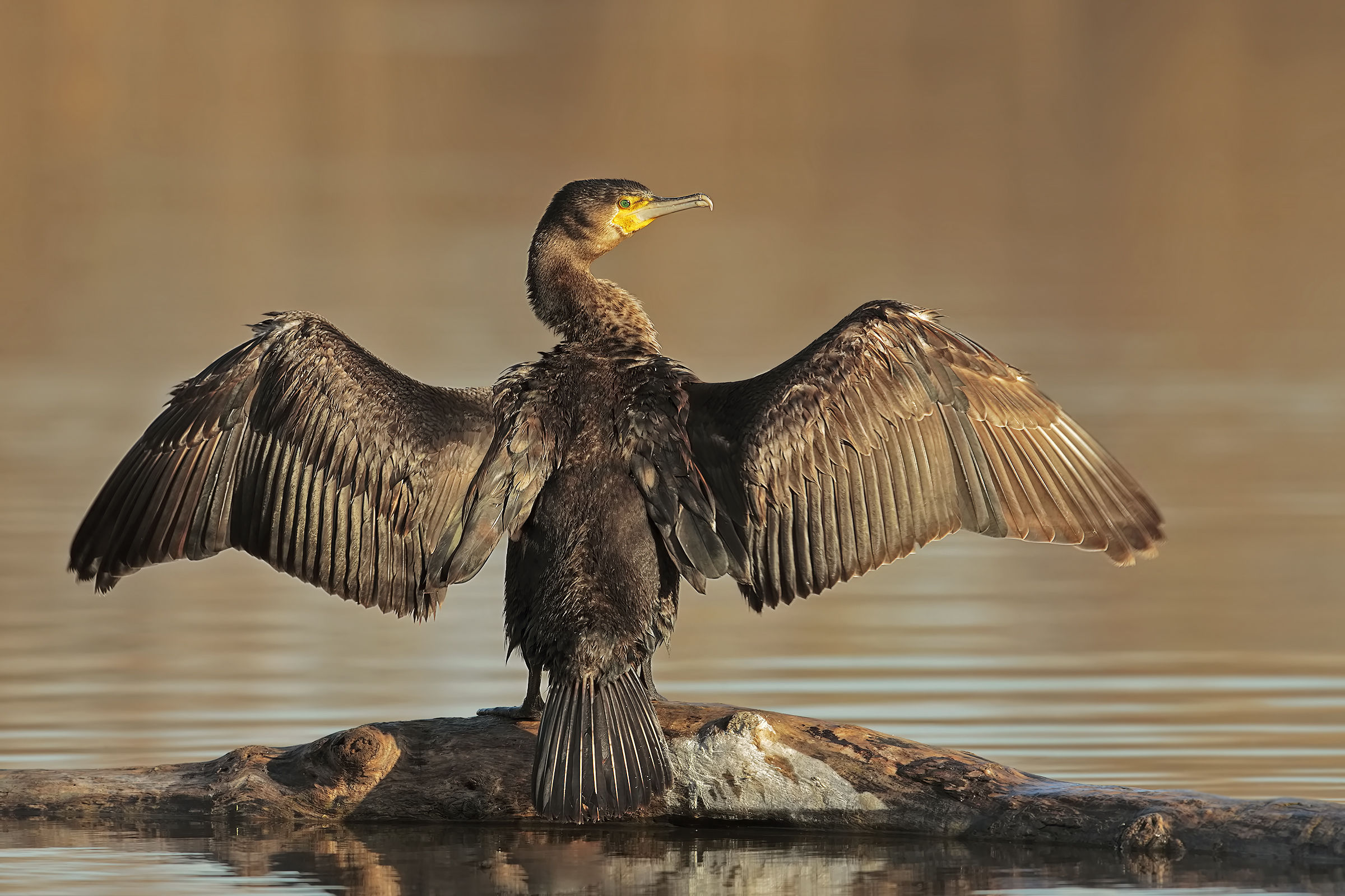 Cormorano..asciugatura!