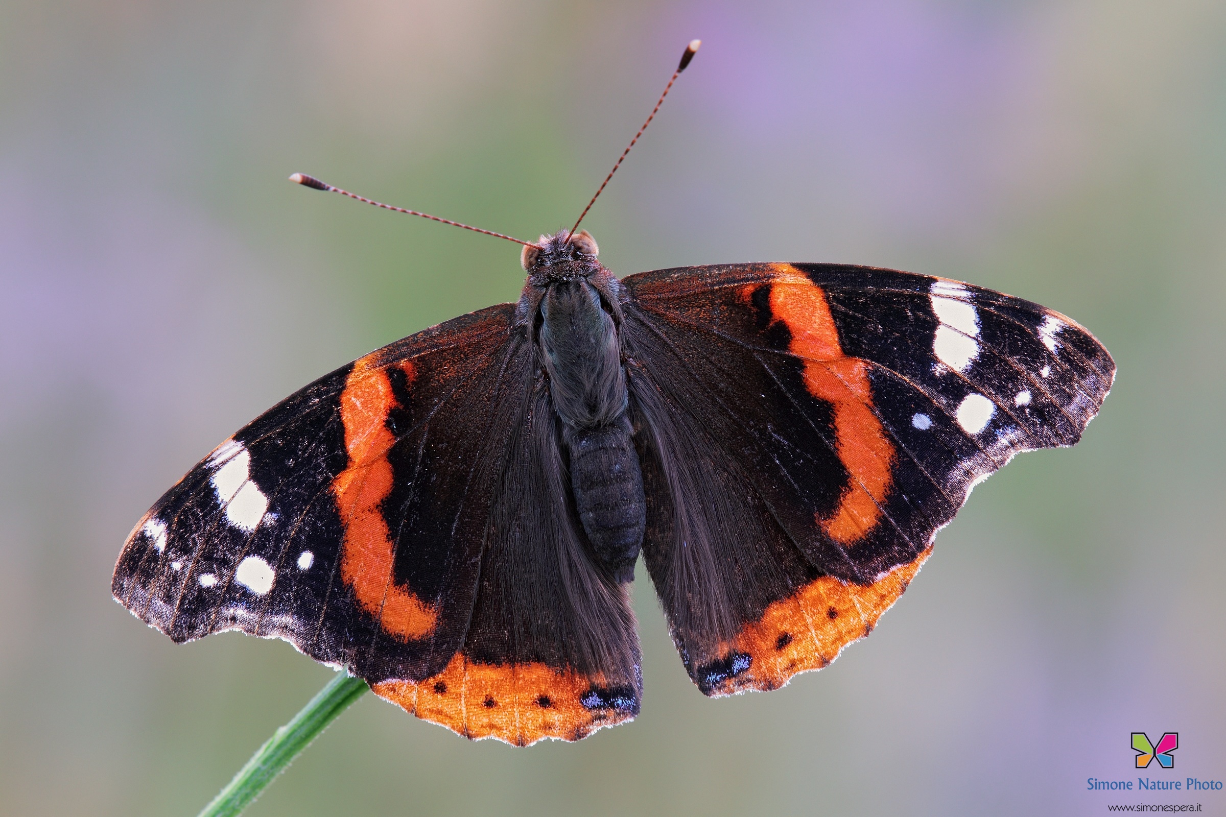 Vanessa atalanta....