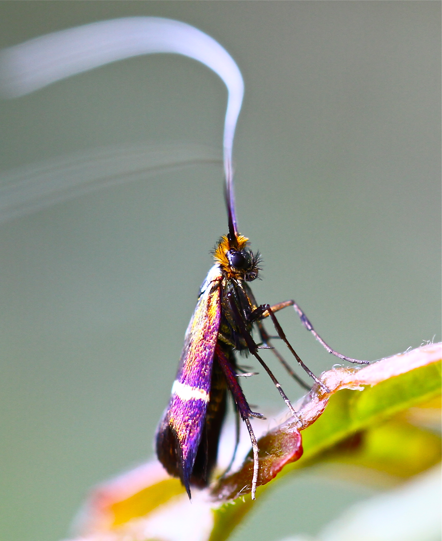 insetto dalle antenne lunghe