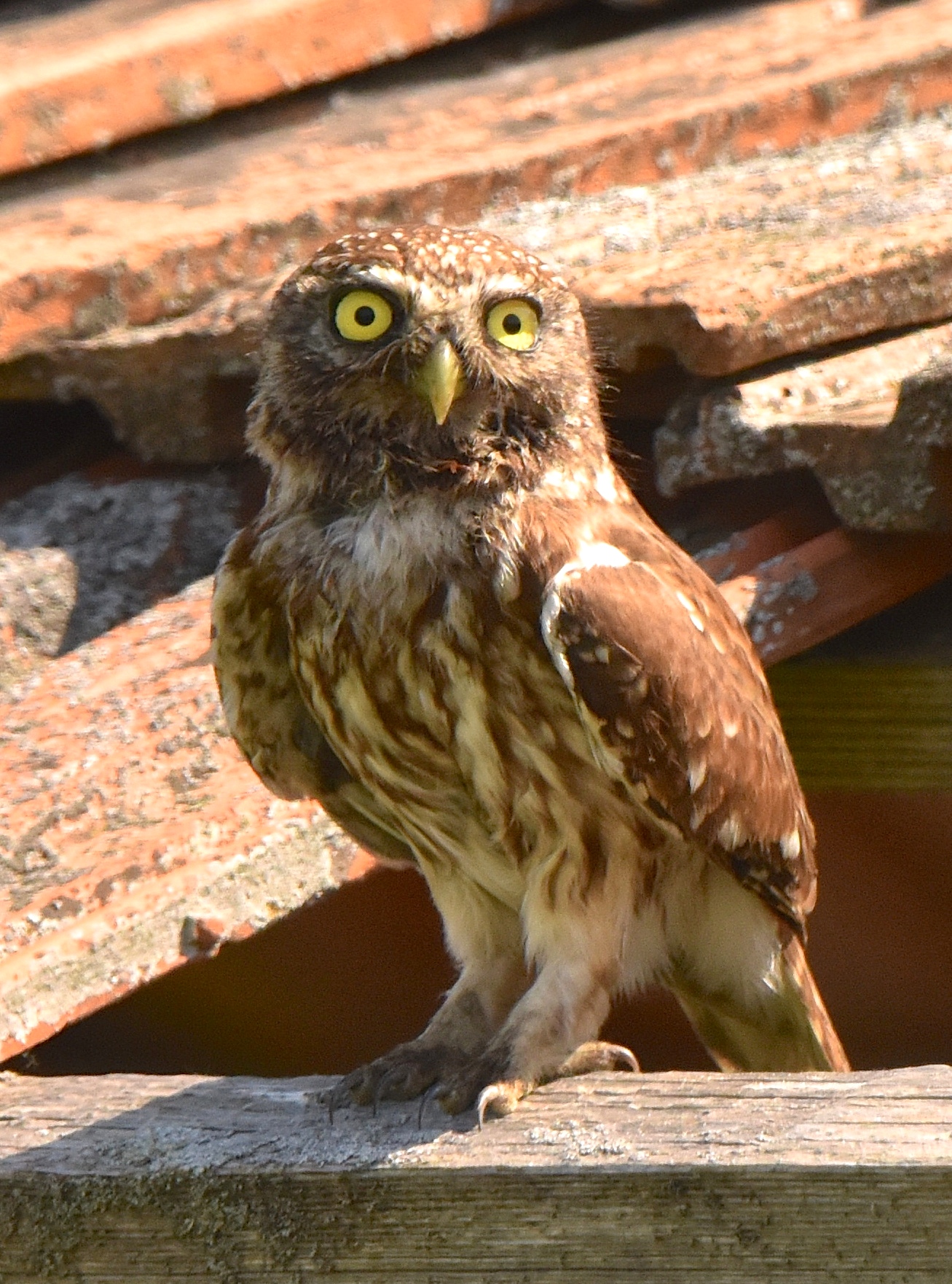 Civetta - very careful !!!