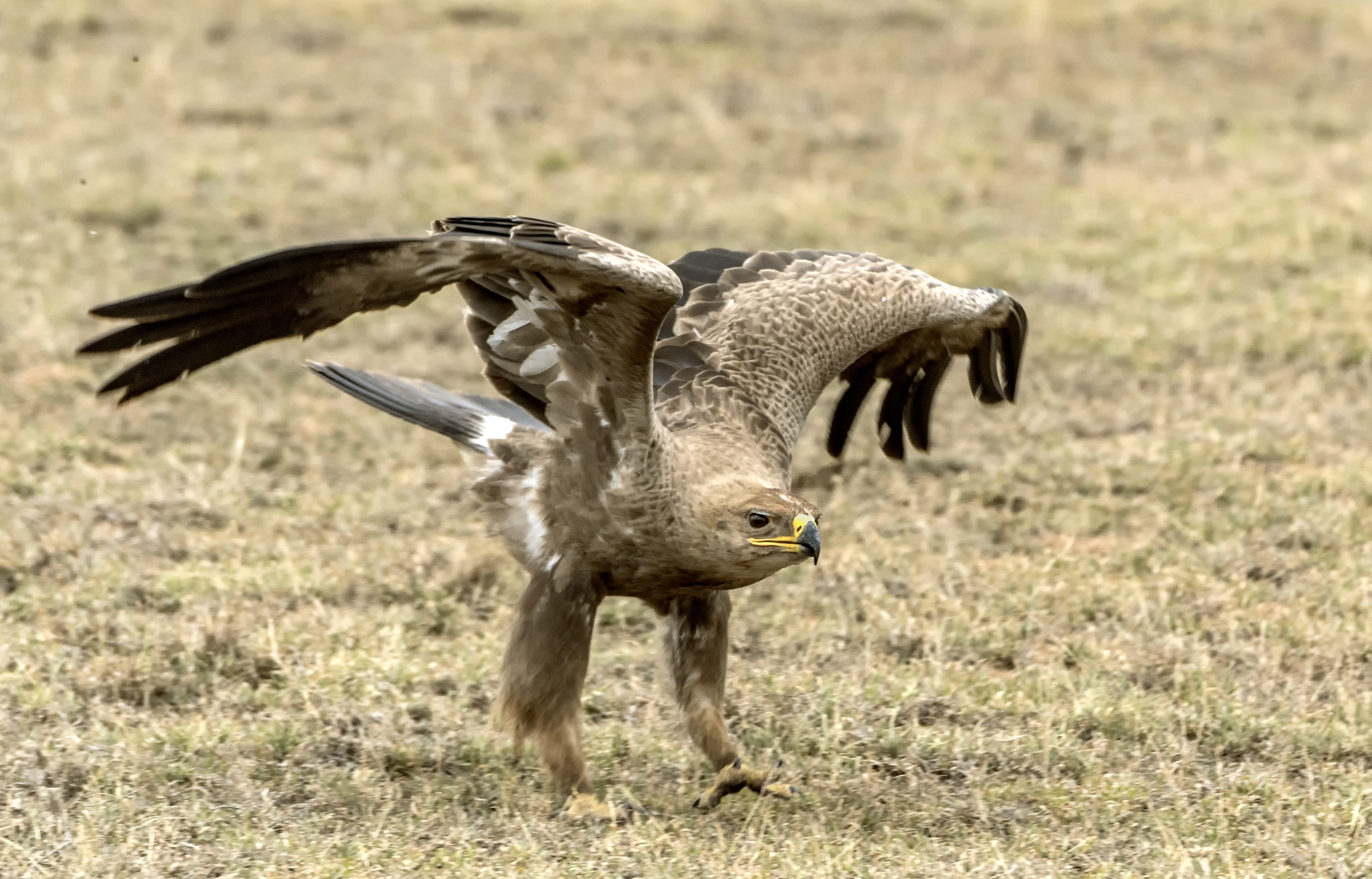 Tanzania 2015 - Aquila della steppa