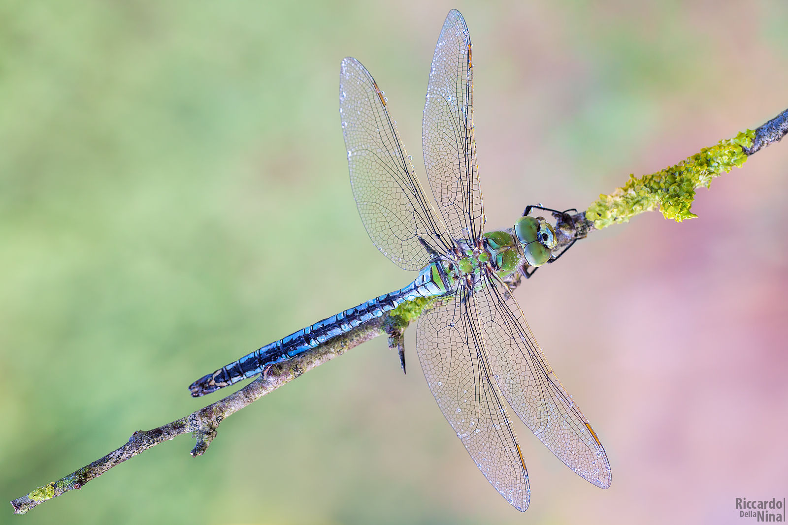 anax imperator