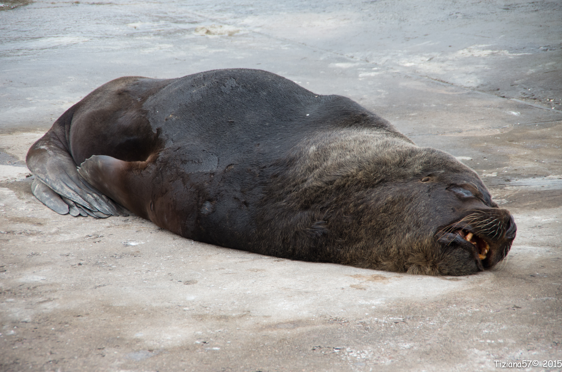 Sea lion