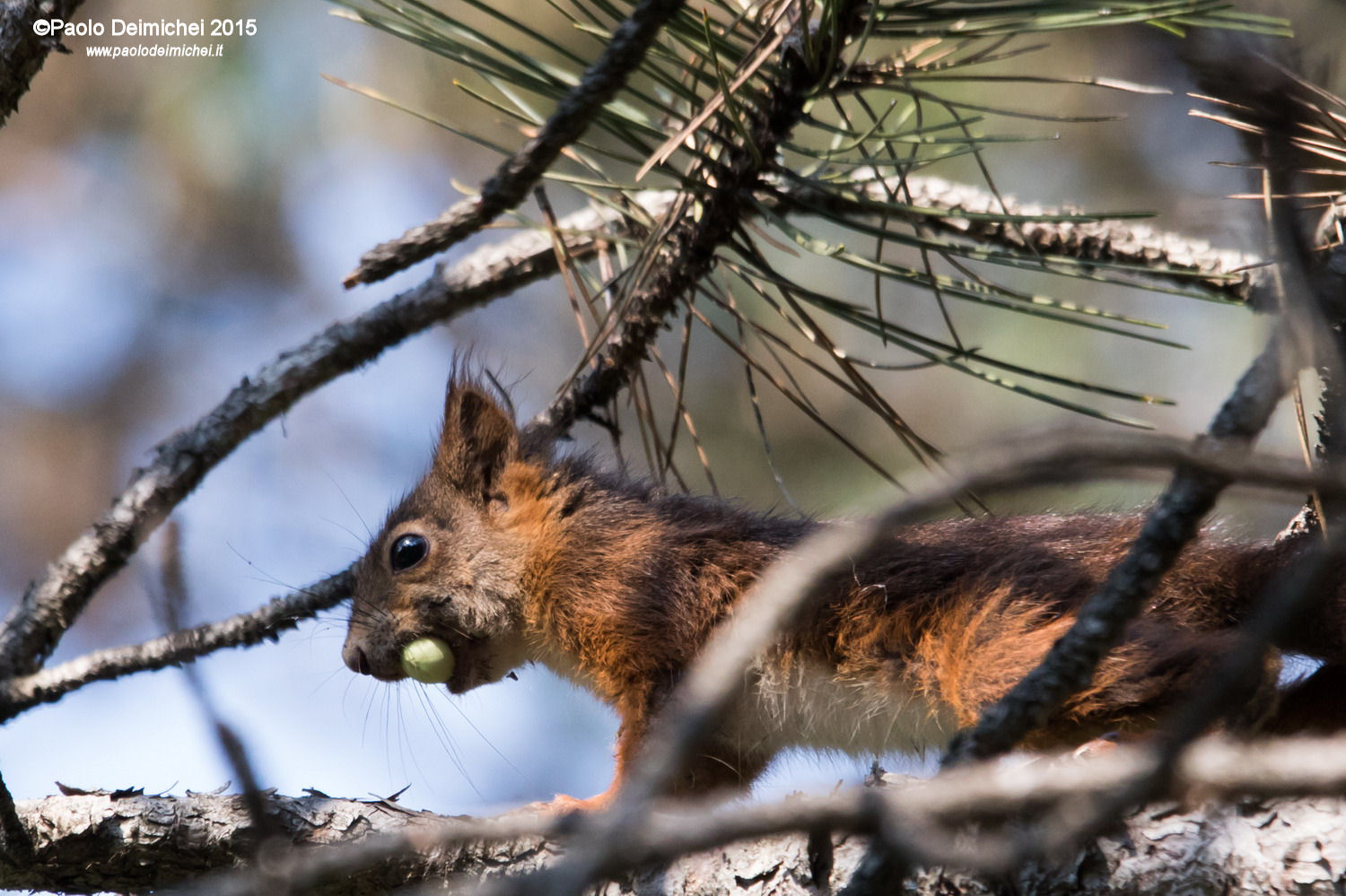Squirrel escapes (crop)