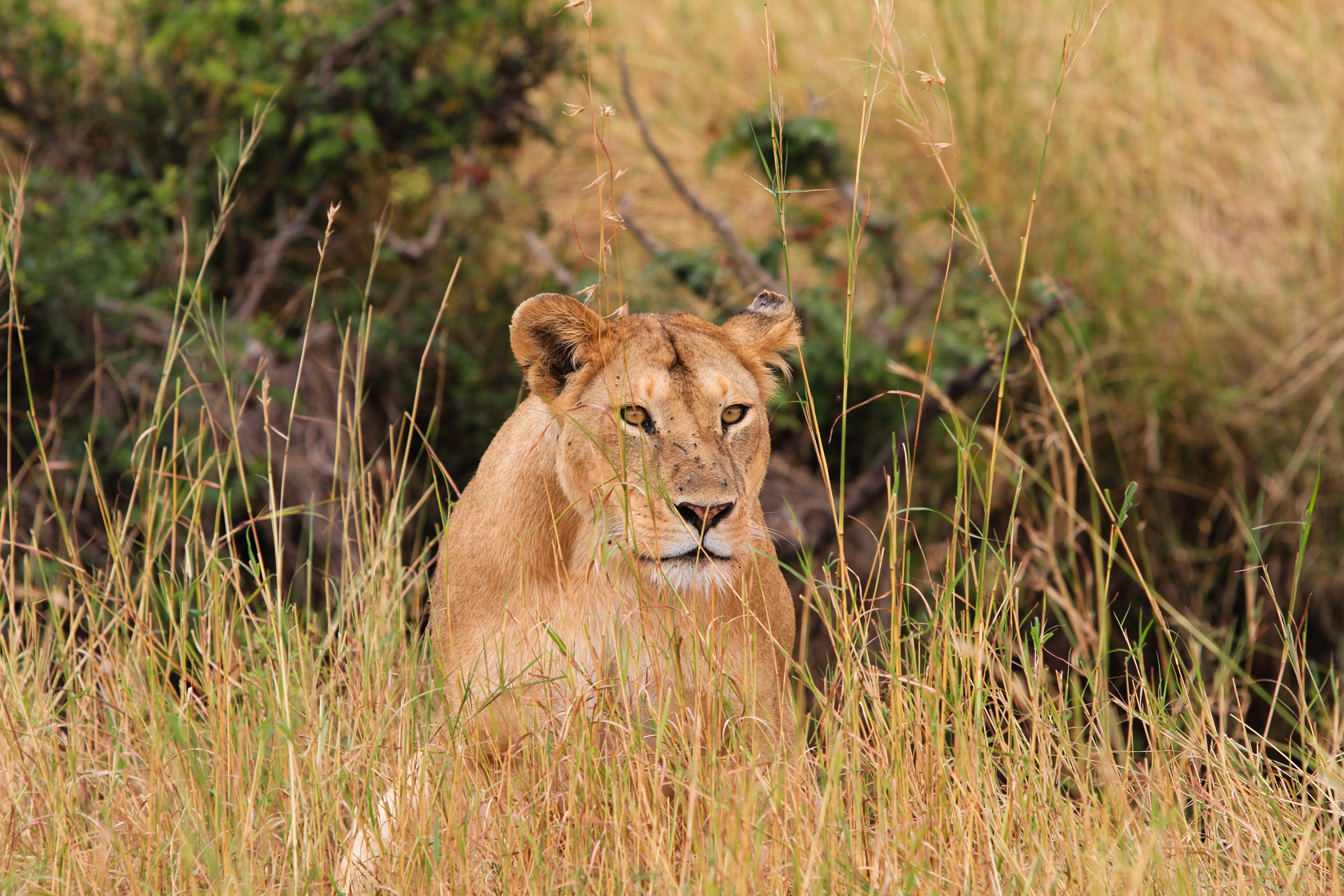La regina della Savana