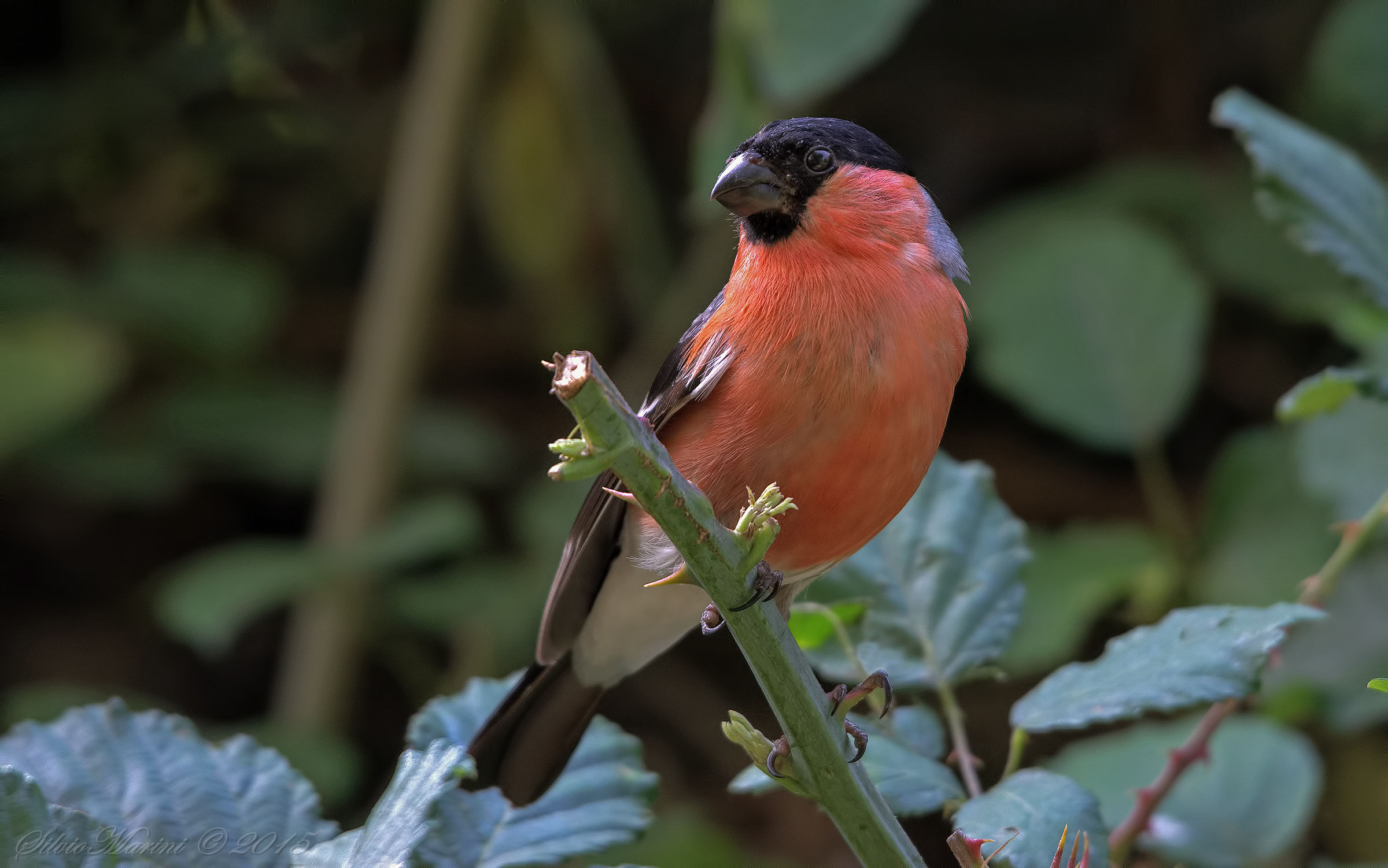 Ciuffolotto (Pyrrhula pyrrhula) maschio 1