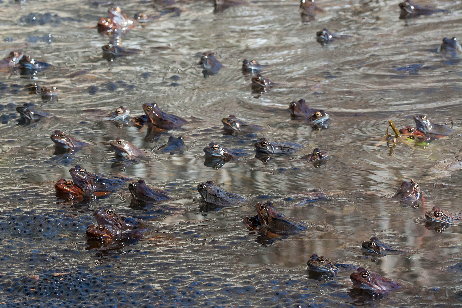 Tutti insieme appassionatamente