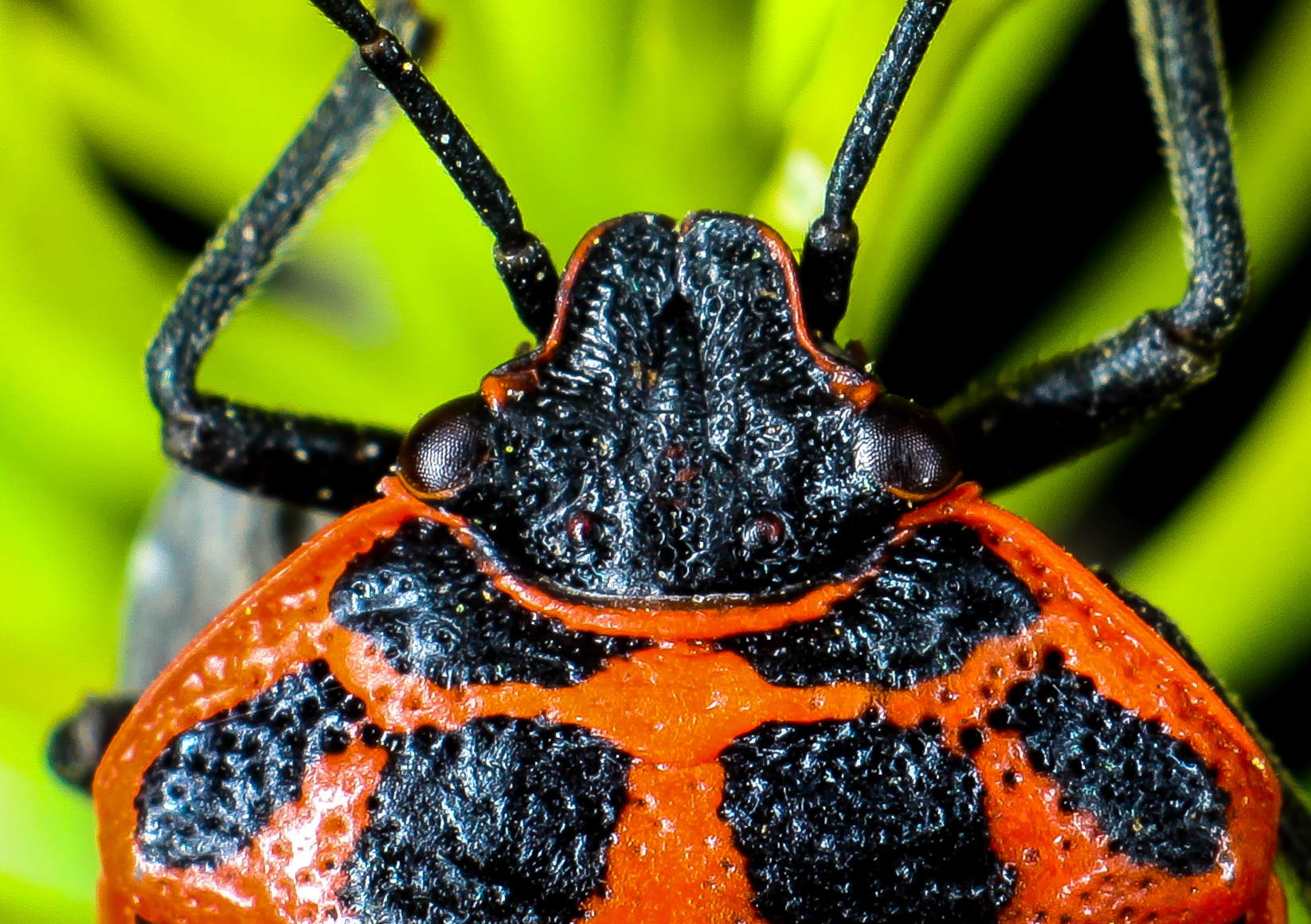 Eurydema ventralis (cimice rossa)