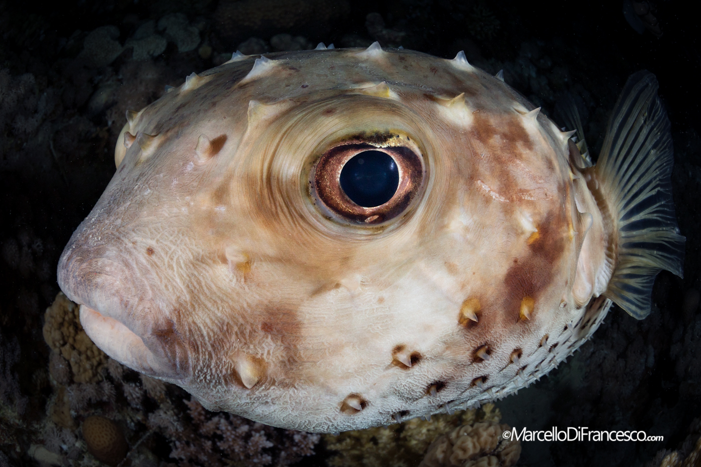 Porcupine fish