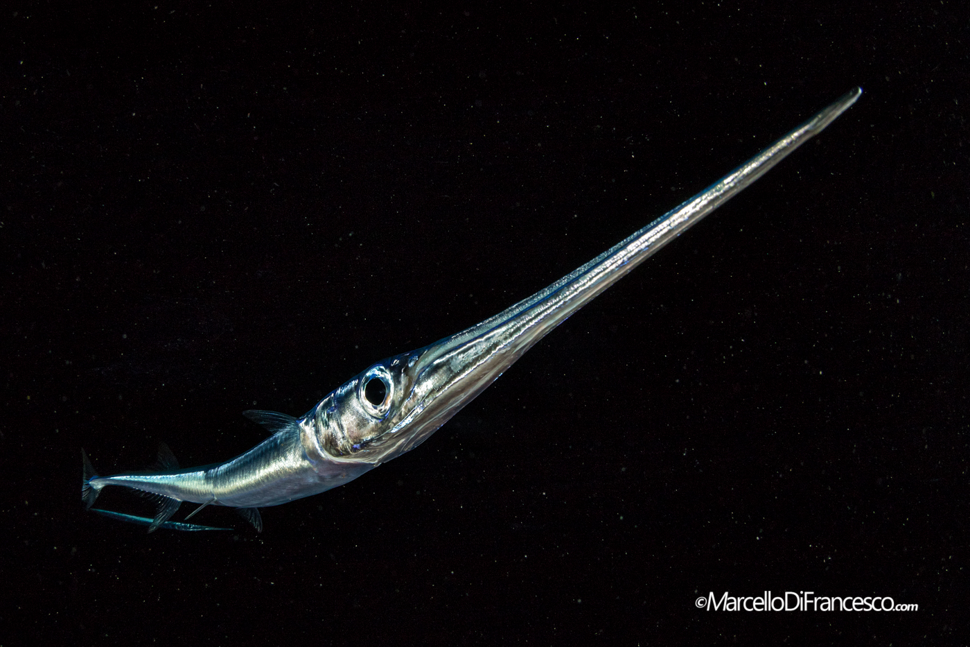 Aguglia del Mar Rosso