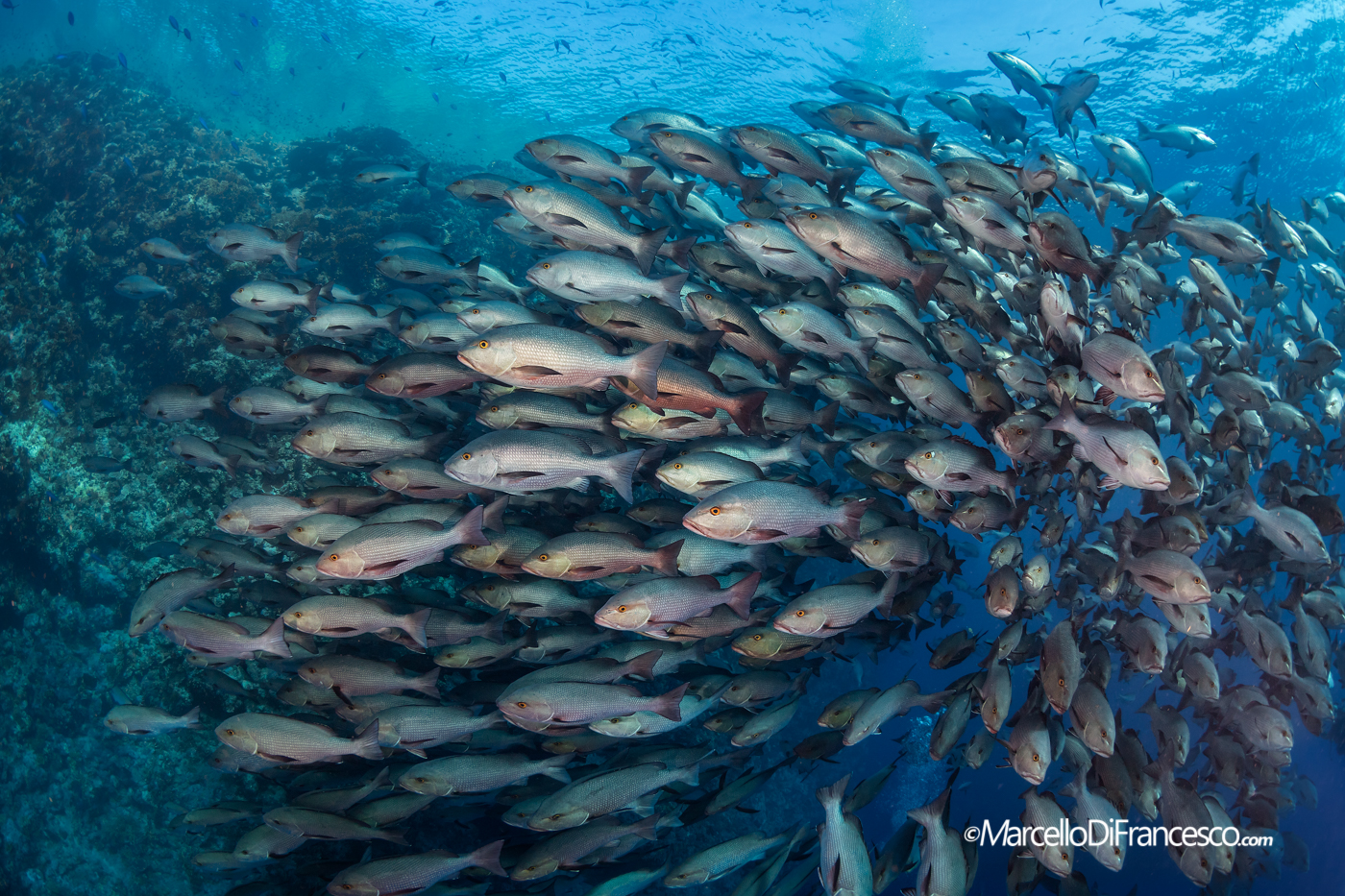 Snappers to Shark Reef