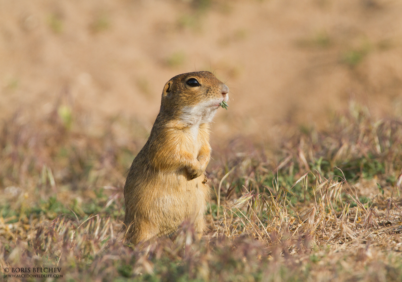 Ricorda qualcuno ;-)