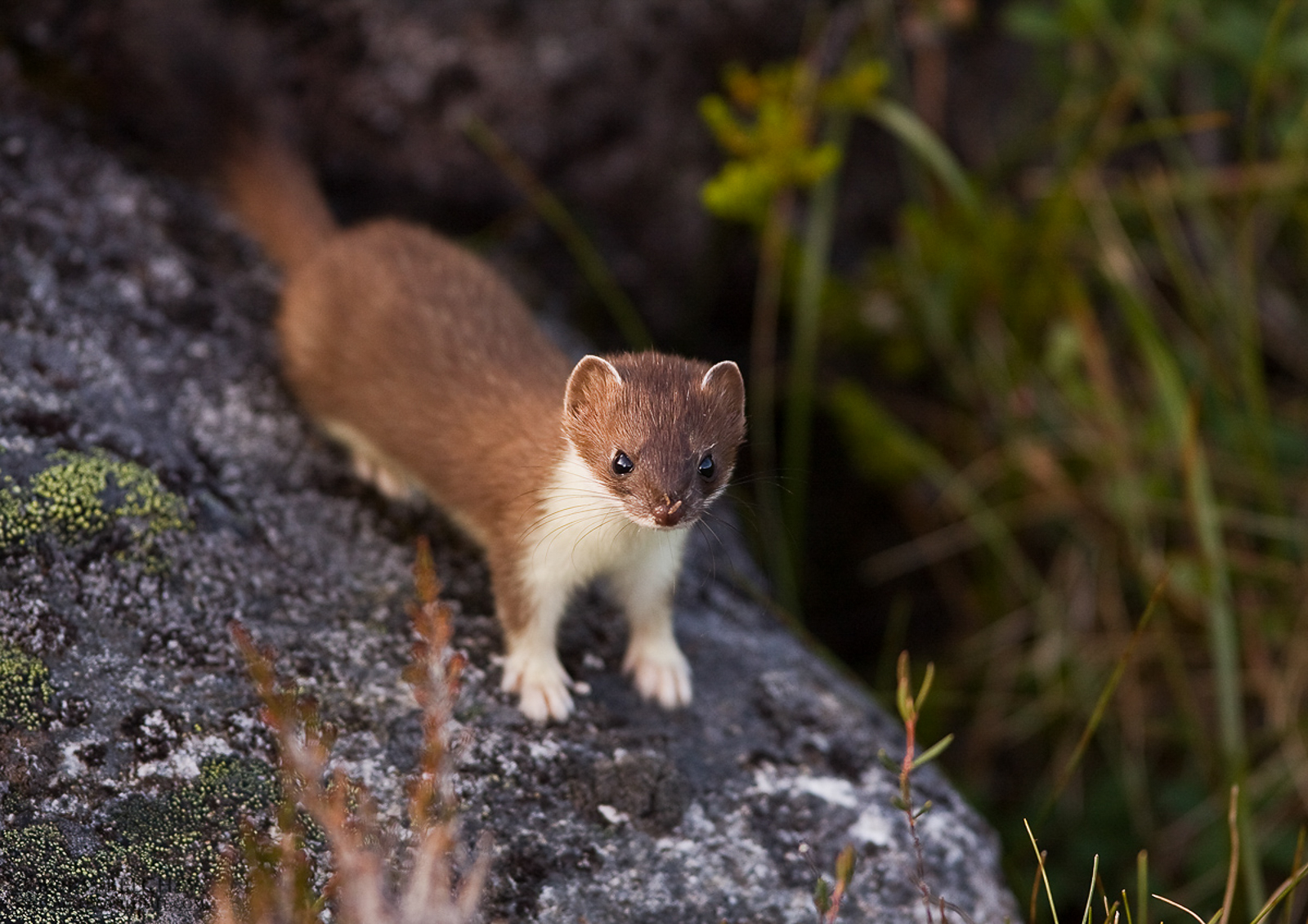 L'ermellino (Mustela erminea)