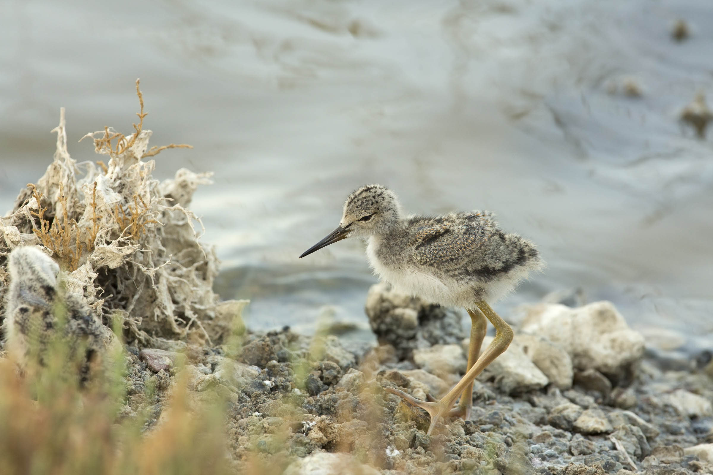 sono scappato da mamma....pulcino di cavaliere d'Italia