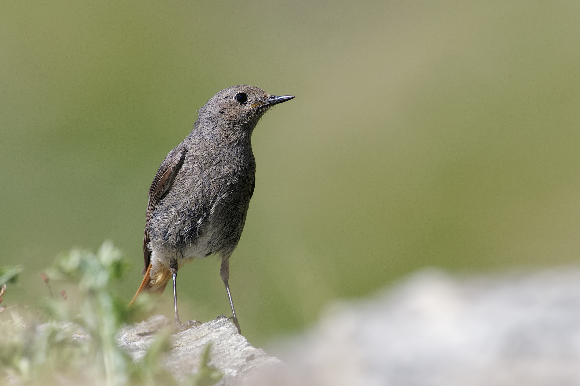 Phoenicurus ochruros (Black Redstart)