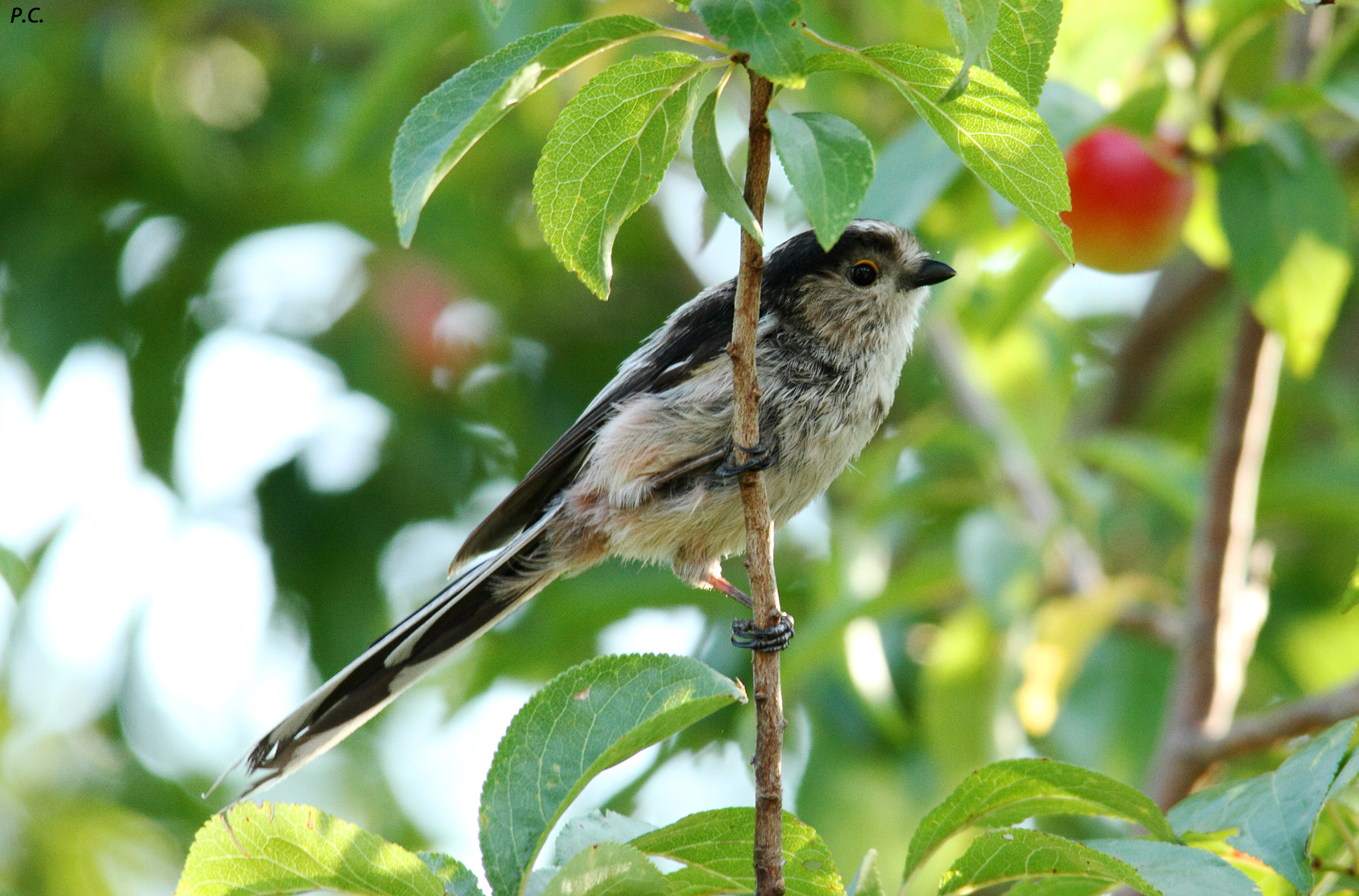 Codibugnolo nel prugneto