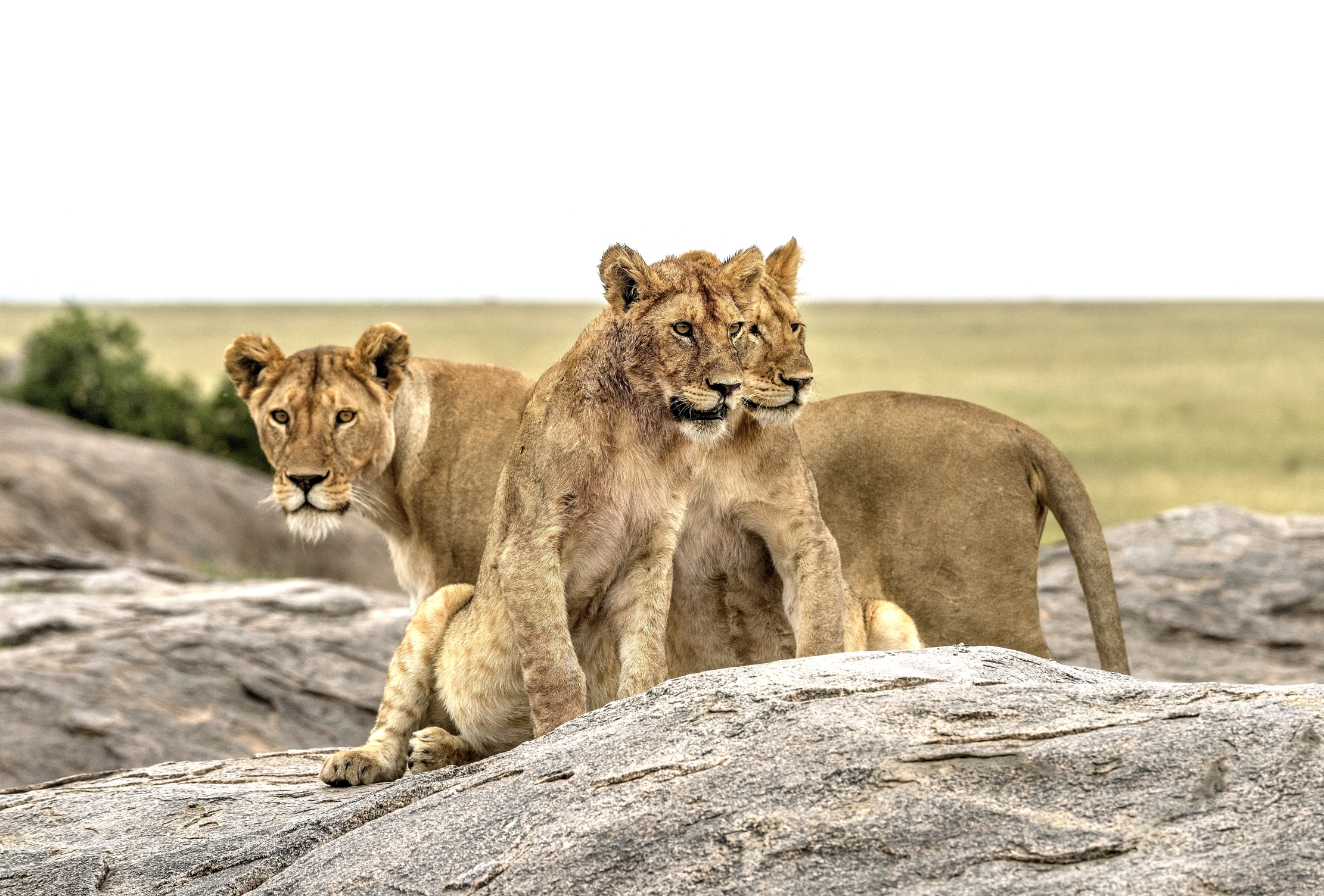 Tanzania 2015 - Sul Kopjes