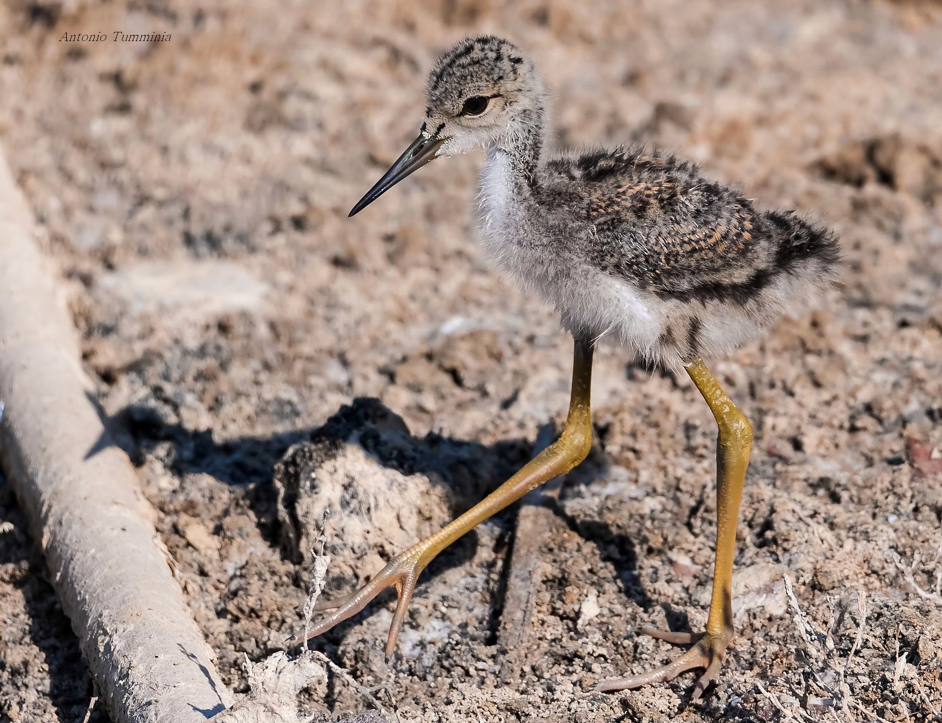 Pullo Cavaliere d'Italia